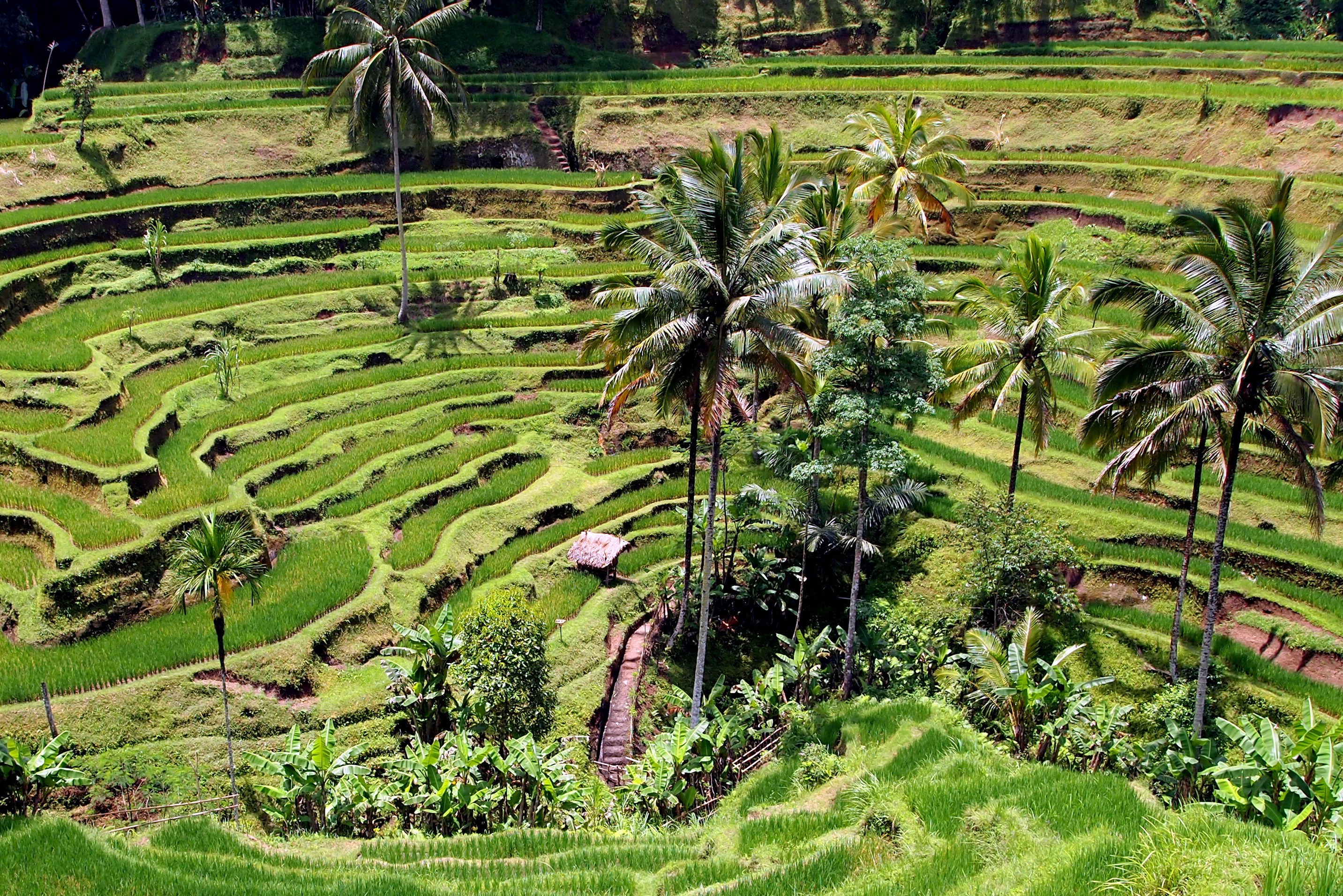Rijstvelden bij Ubud