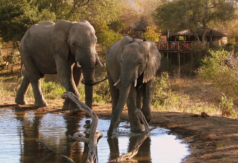 Olifanten bij Umlani Bush Camp in Timbavati