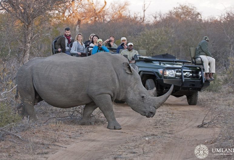 Game drive bij Umlani Bush Camp in Zuid-Afrika