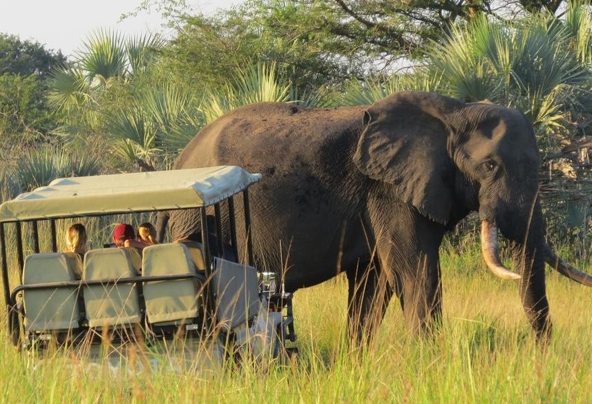 Zwarte Olifant in Tembe National Park in Zuid-Afrika