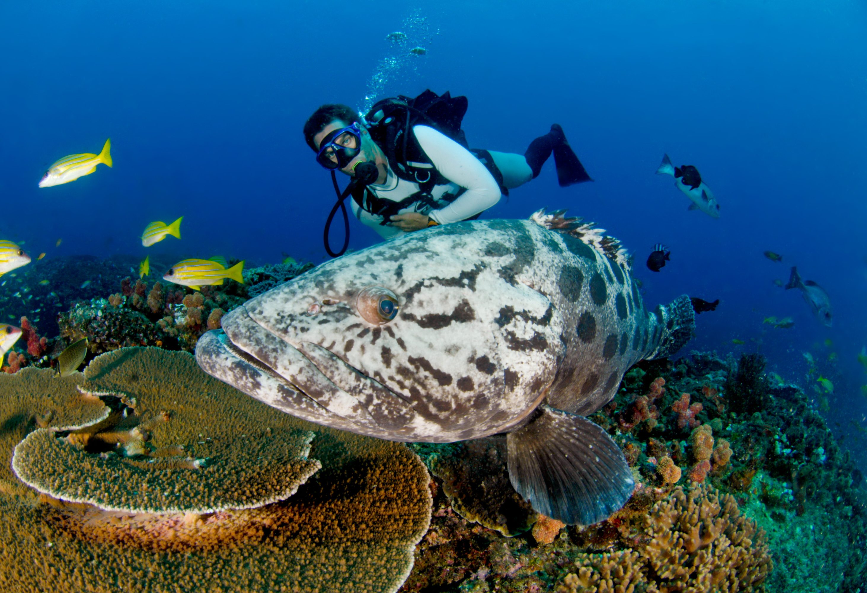 Duiken bij Sodwana Bay in Zuid-Afrika