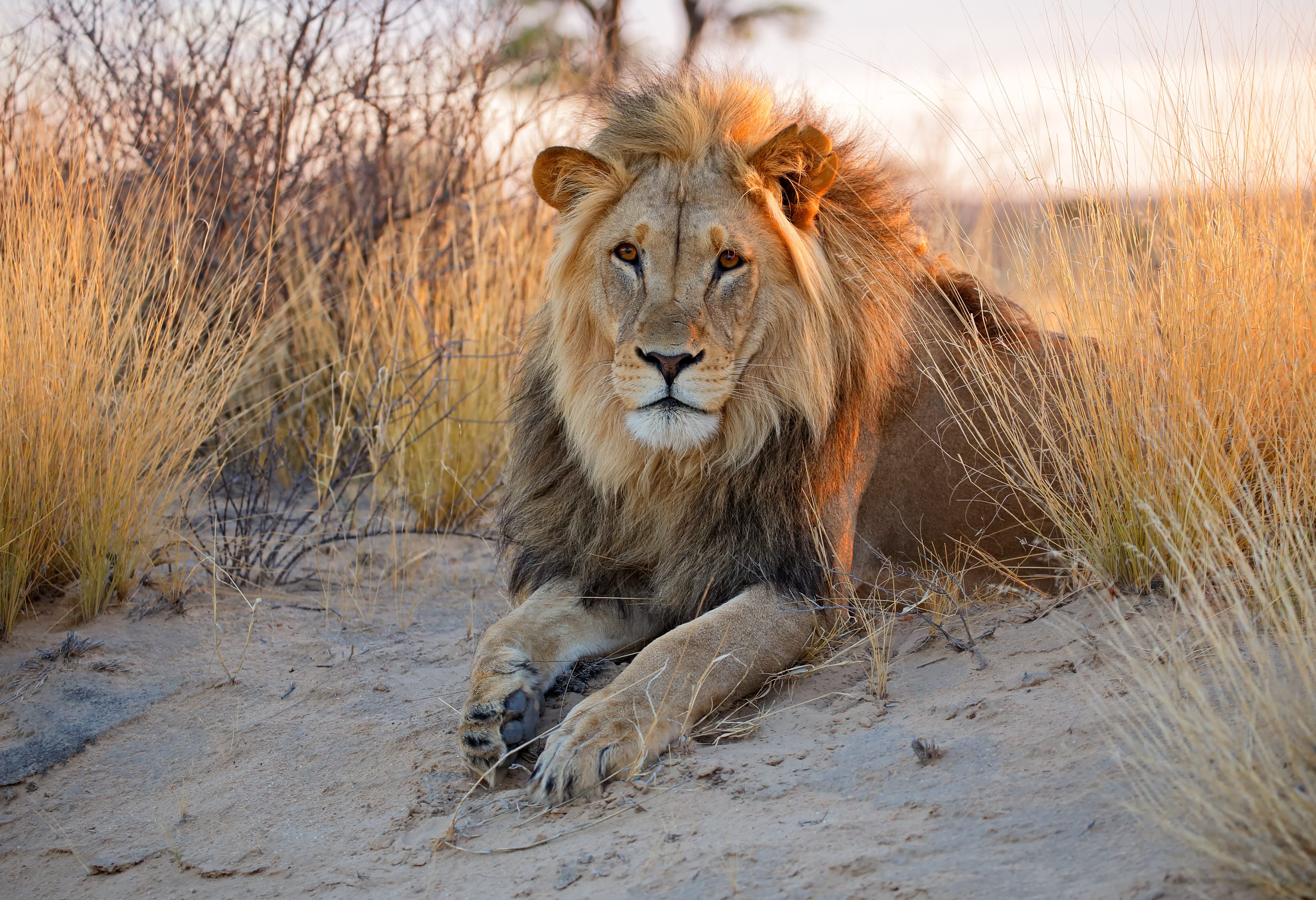 Leeuw in Zuid-Afrika