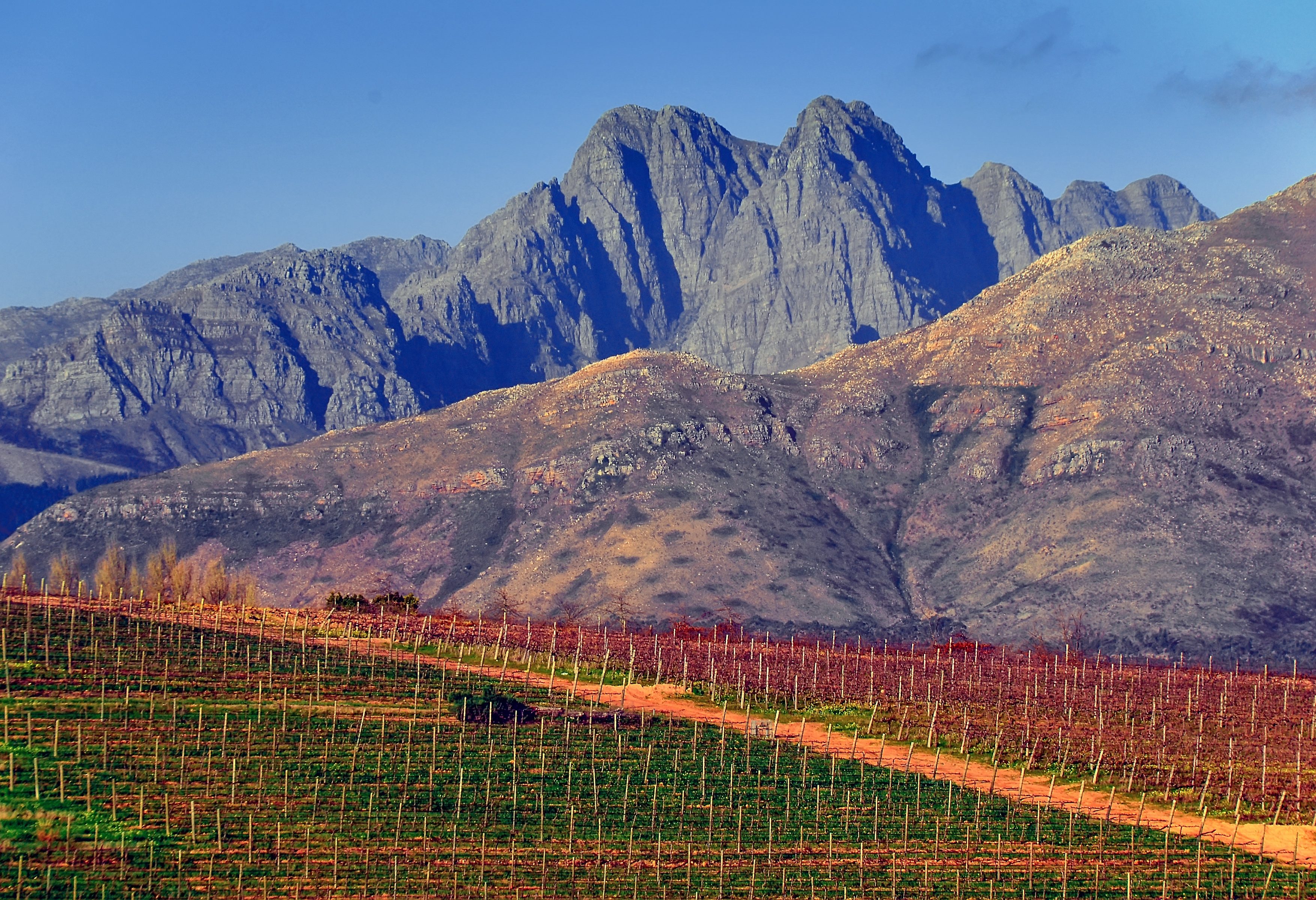 Wijngaard in Stellenbosch in Zuid-Afrika