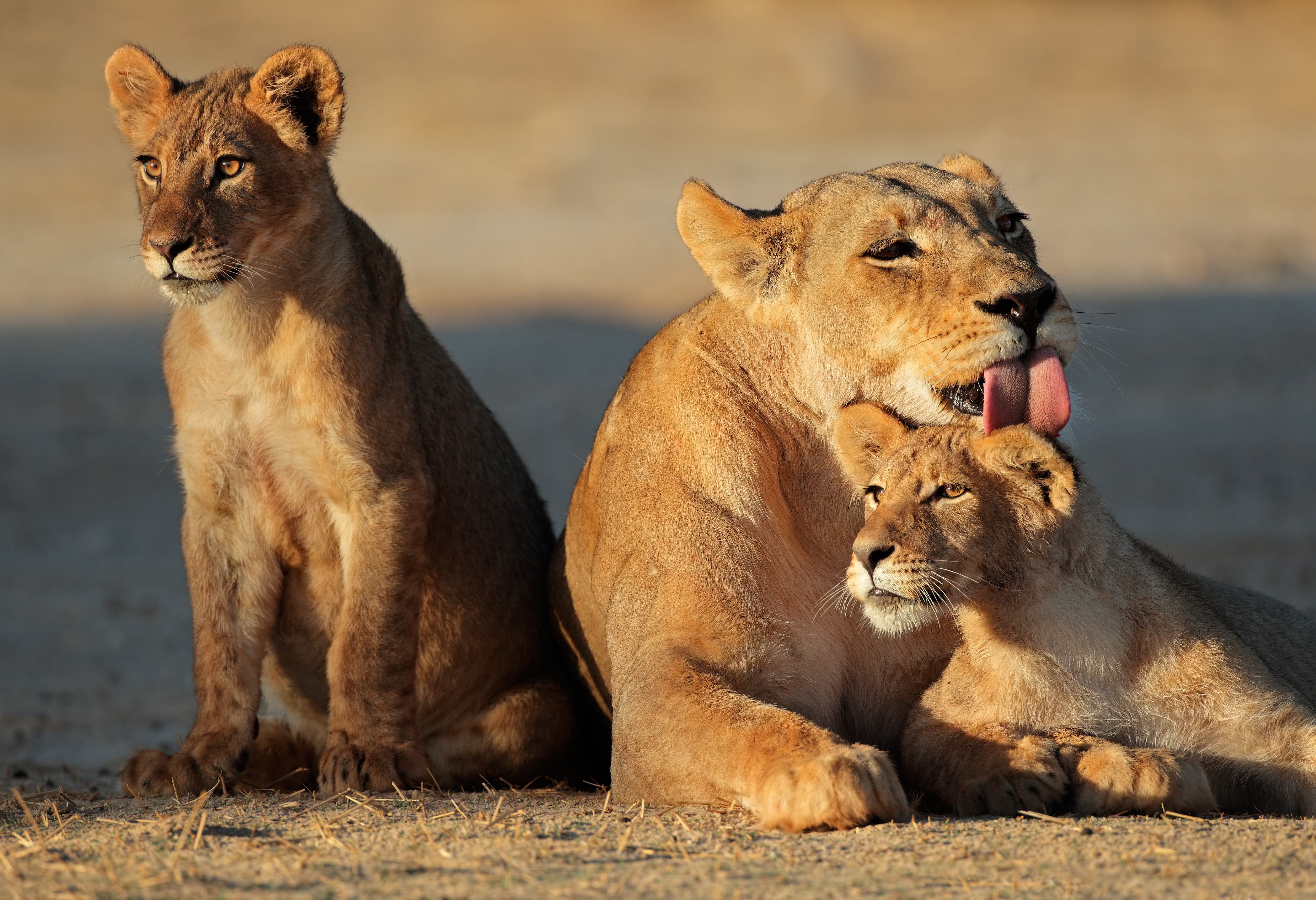 Leeuwen in de Kalahari woestijn in Zuid-Afrika