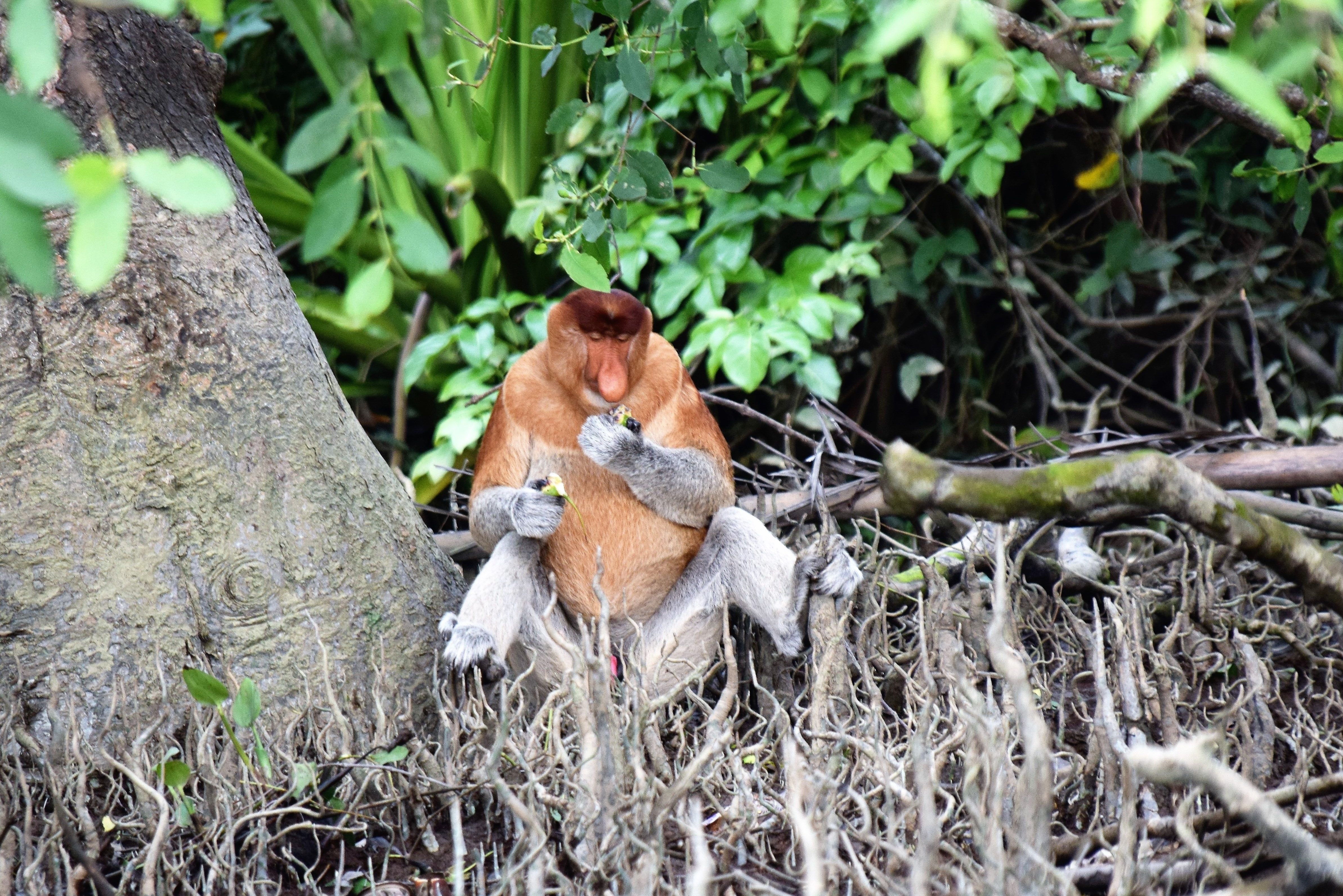 Neusaap Sarawak Borneo