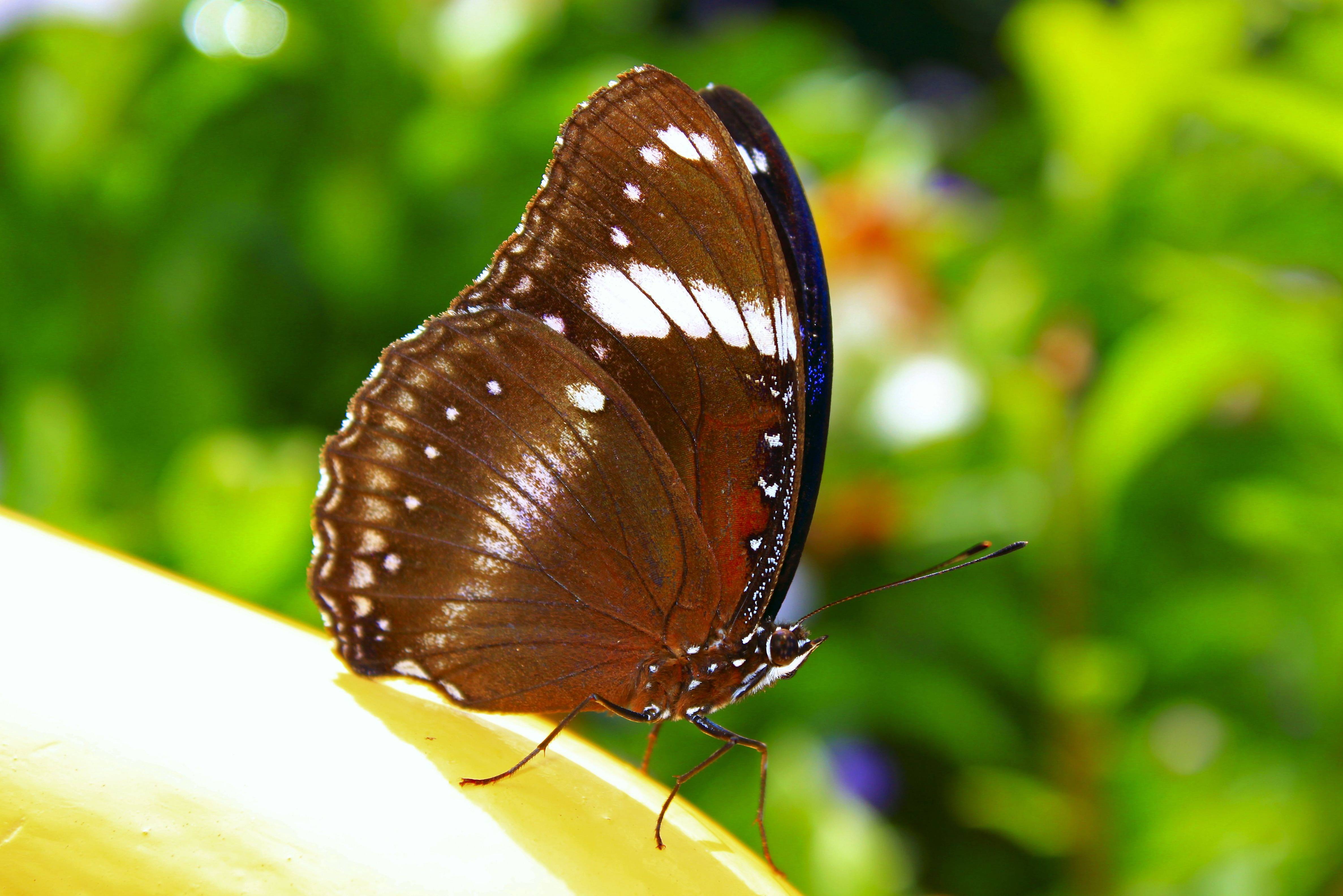 Vlinder Cameron Highlands Maleisië