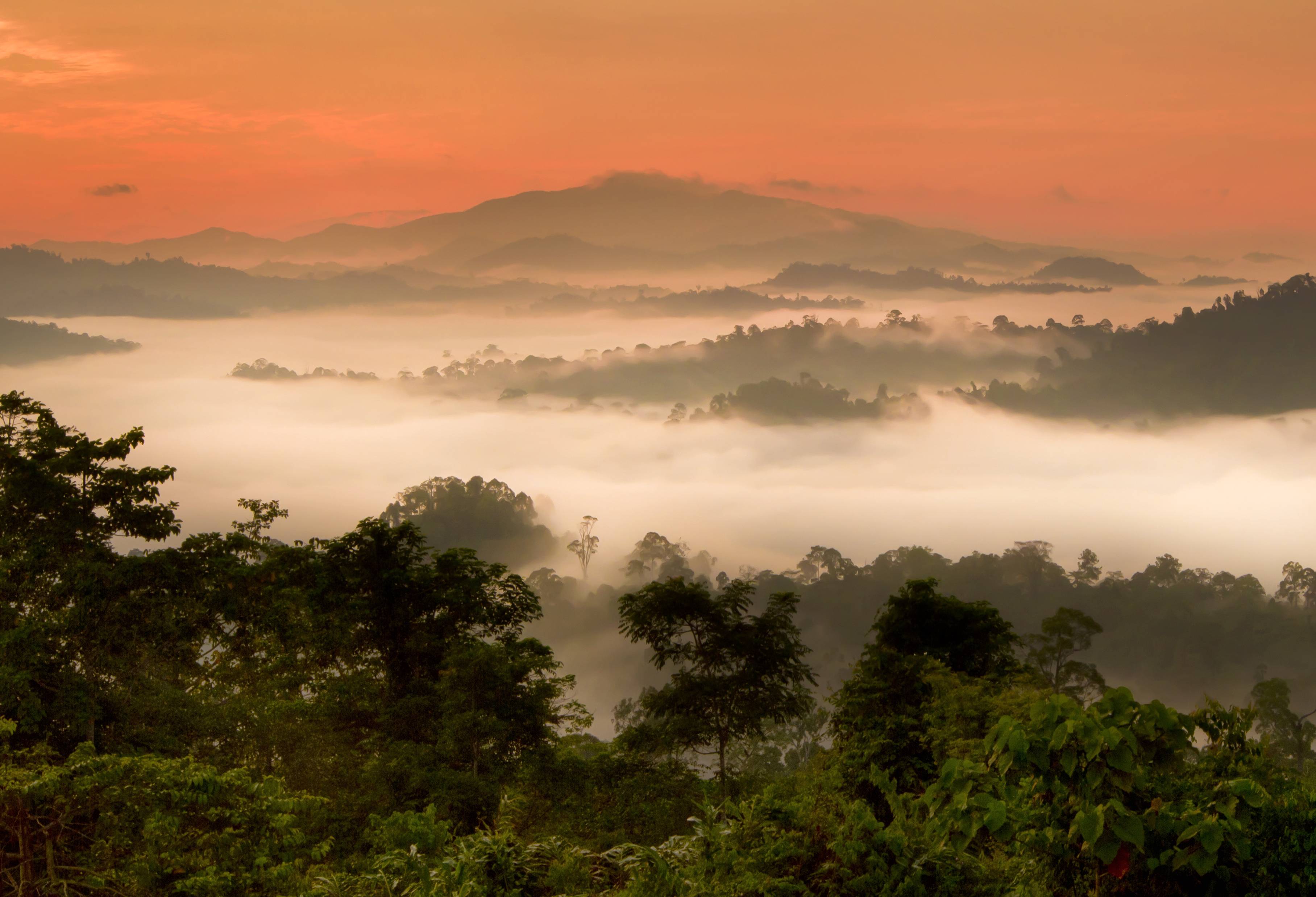 Danum Valley jungle in Sabah Borneo