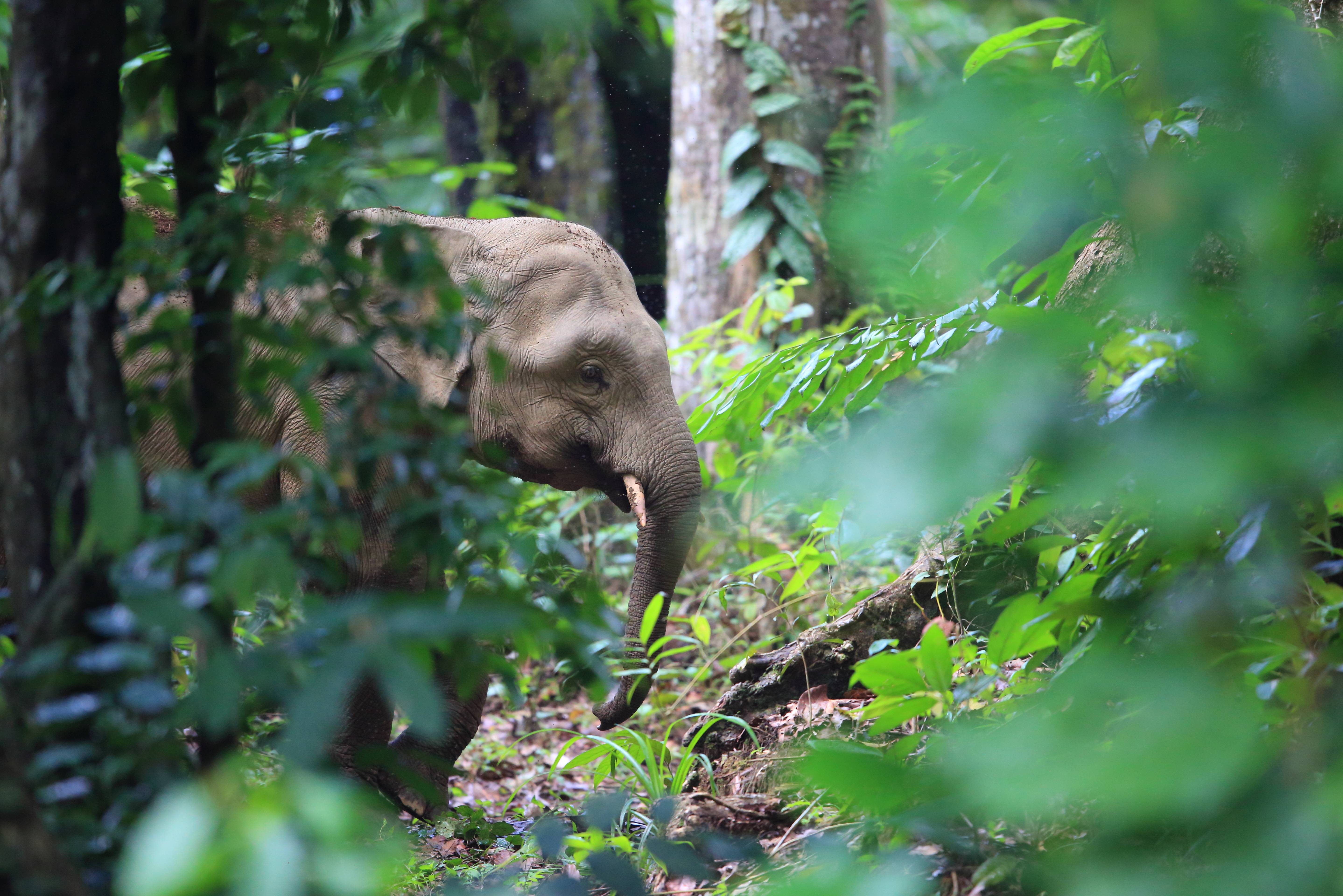Olifant Sabah Borneo