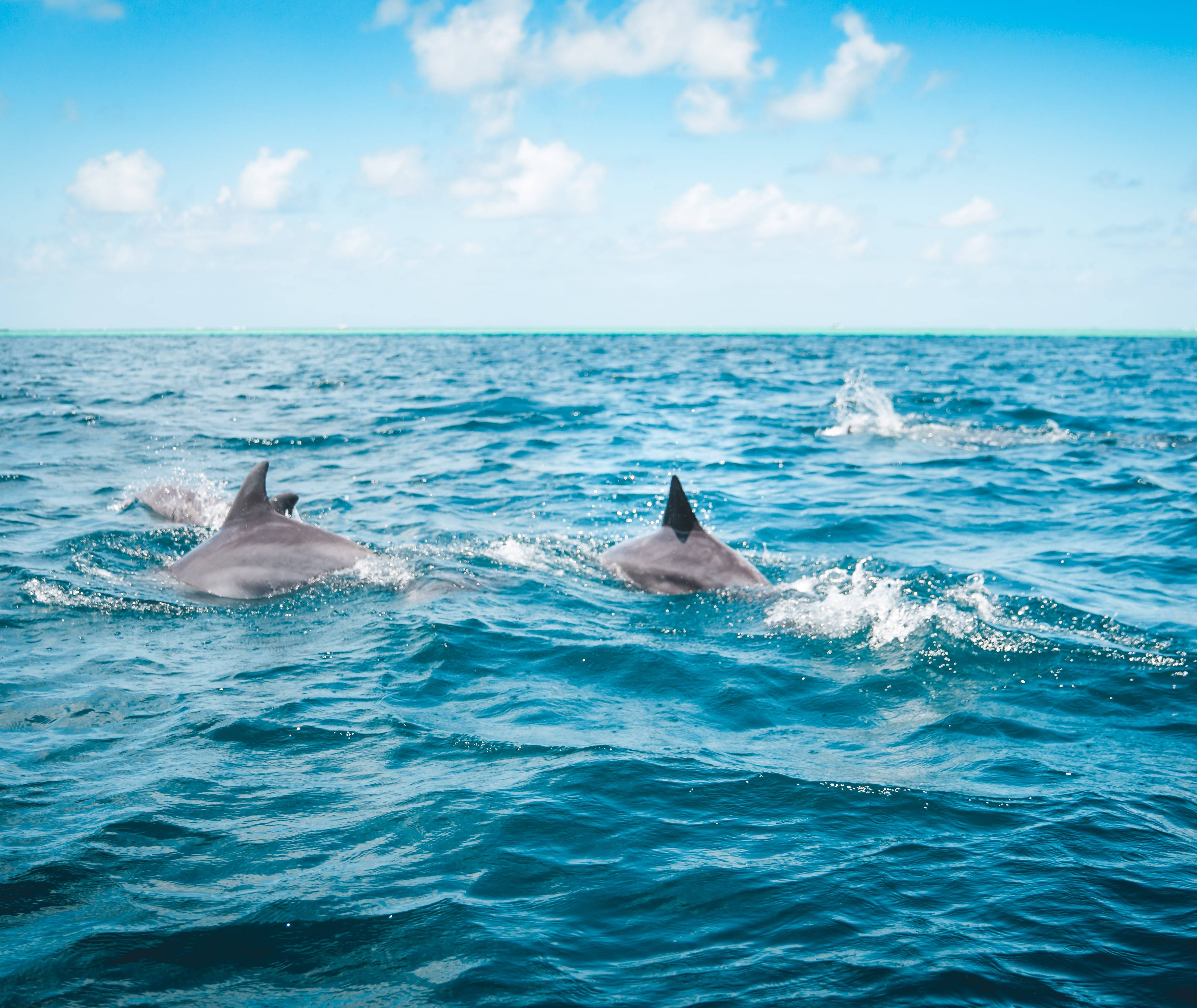 Dolfijnen in Mauritius