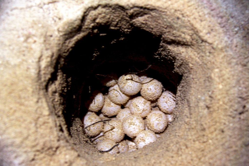 Pulau Selingan Turtle Island Sabah Borneo