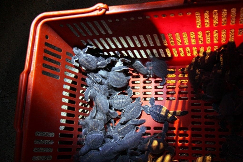 Pulau Selingan Turtle Island Sabah Borneo