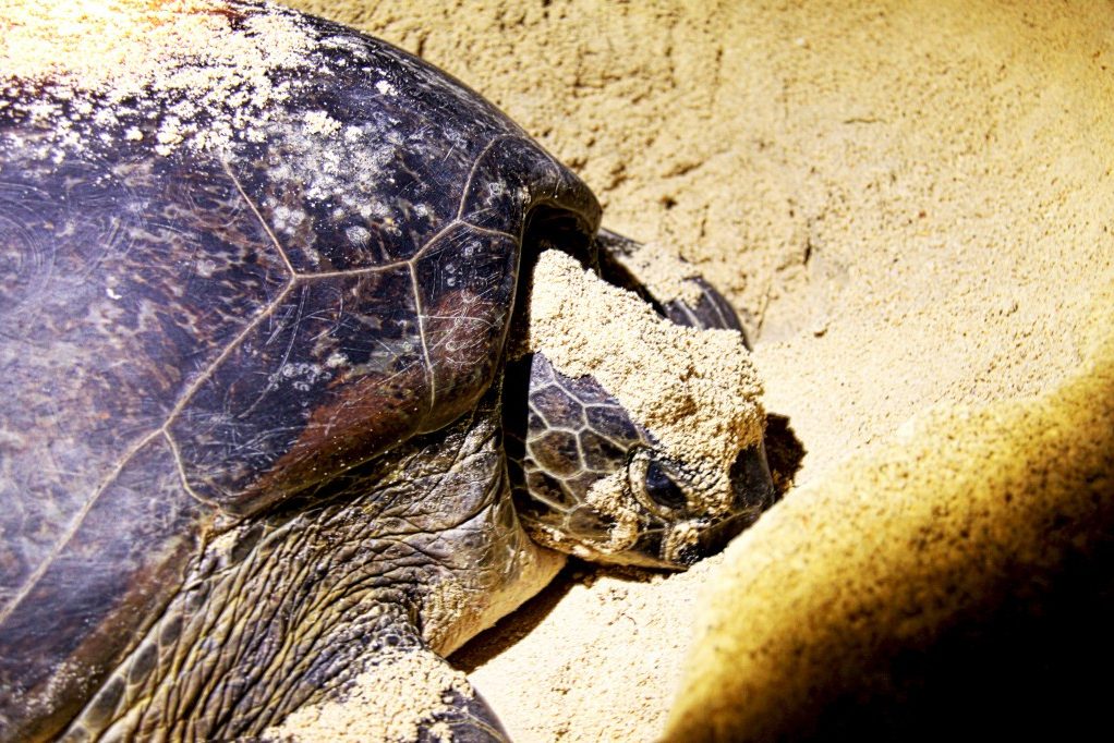 Pulau Selingan Turtle Island Sabah Borneo