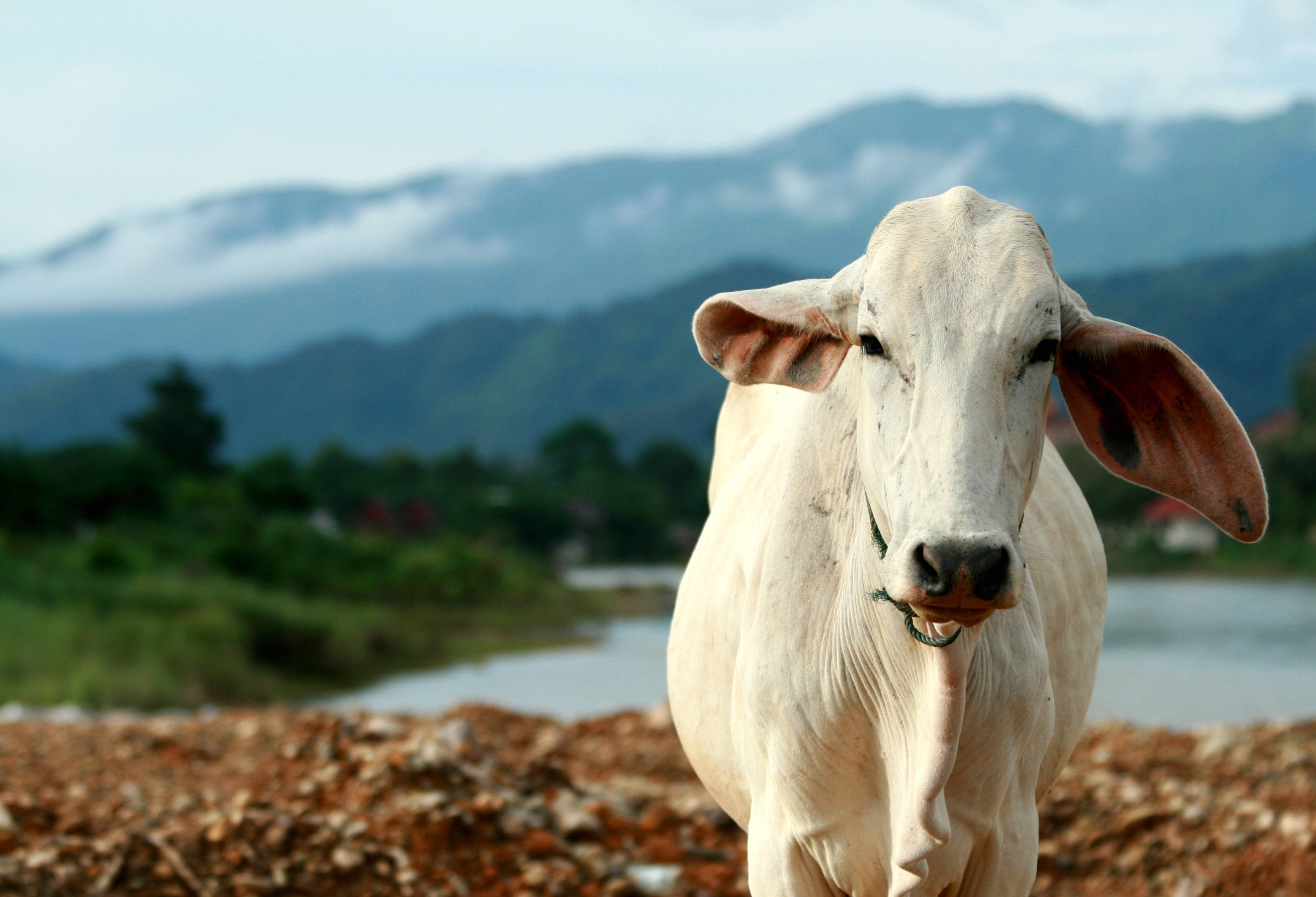 Koe aan de oever van de rivier in Laos