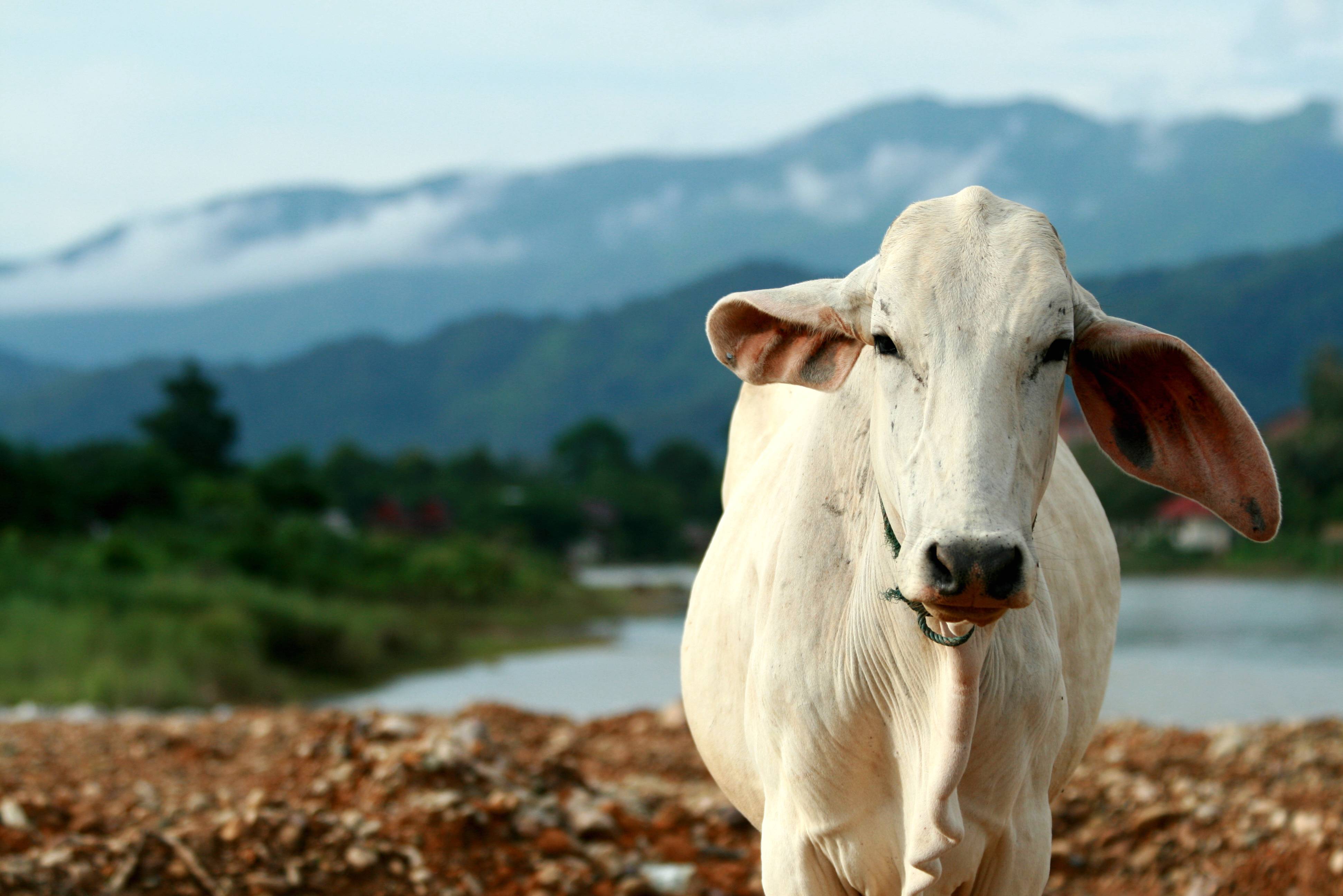 Koe aan de oever van de rivier in Laos