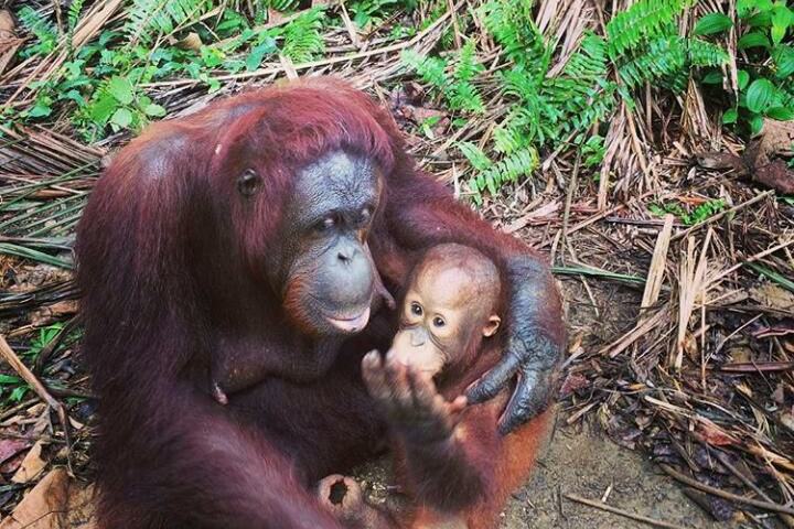 Maleisie-Penang-orang-oetan-eiland