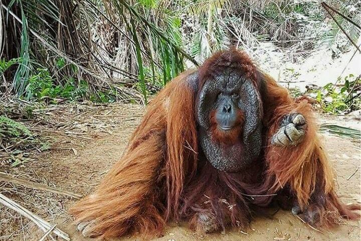 Maleisie Penang orang-oetan eiland
