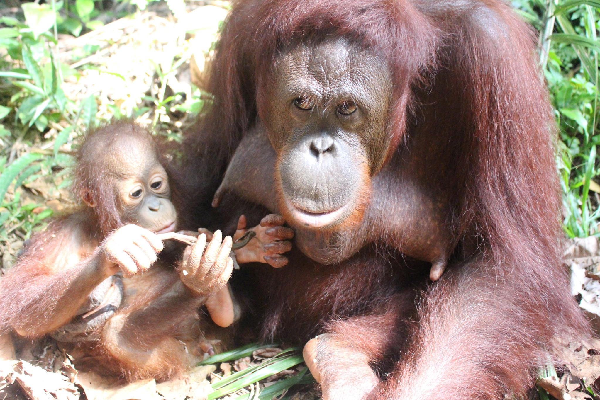 Maleisie-Penang-orang-oetan-eiland