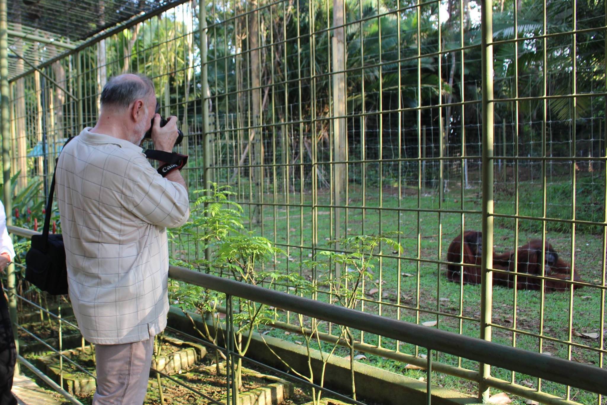 Maleisie Penang orang-oetan eiland