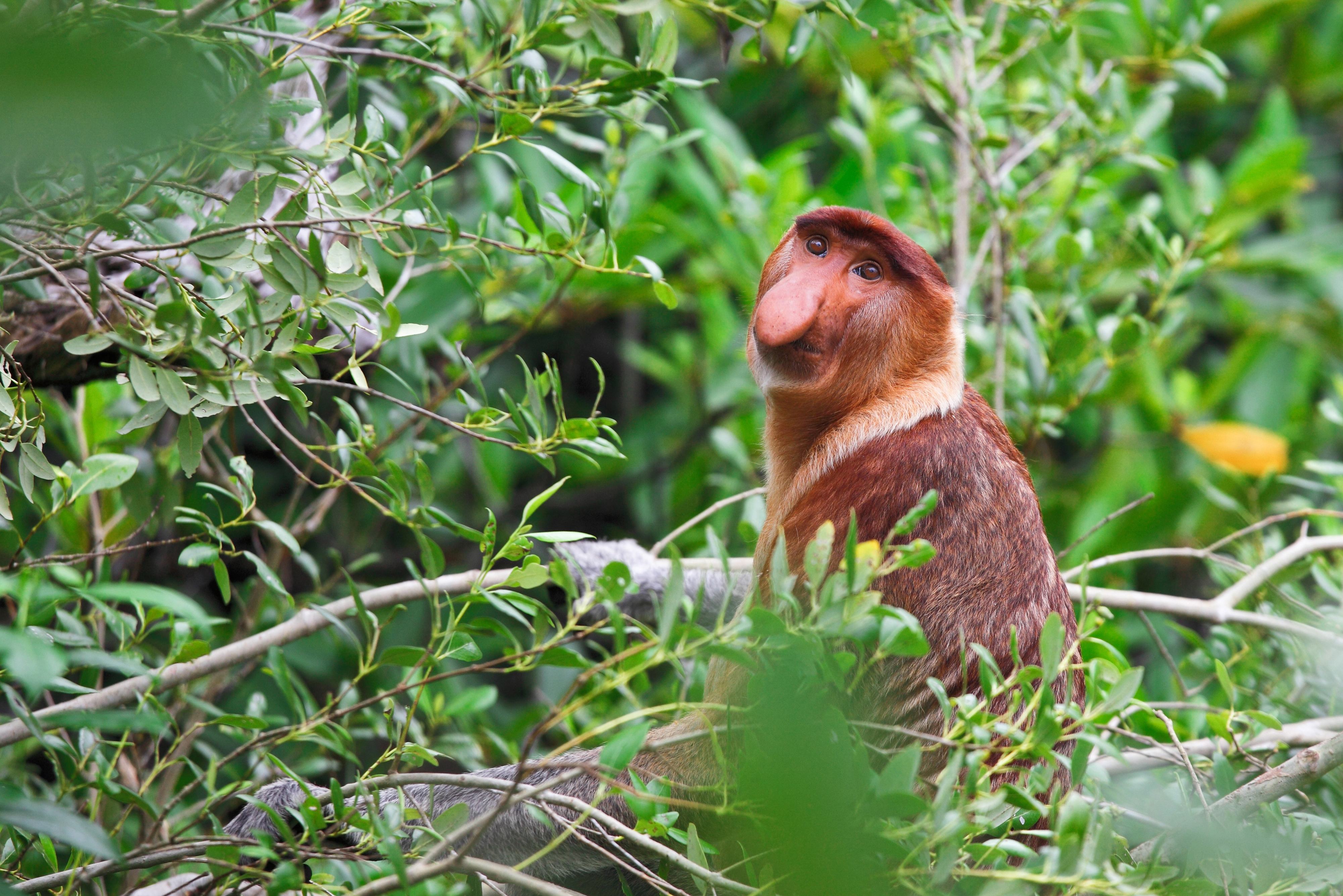 Neusaap langs de Kinabatangan rivier op Borneo