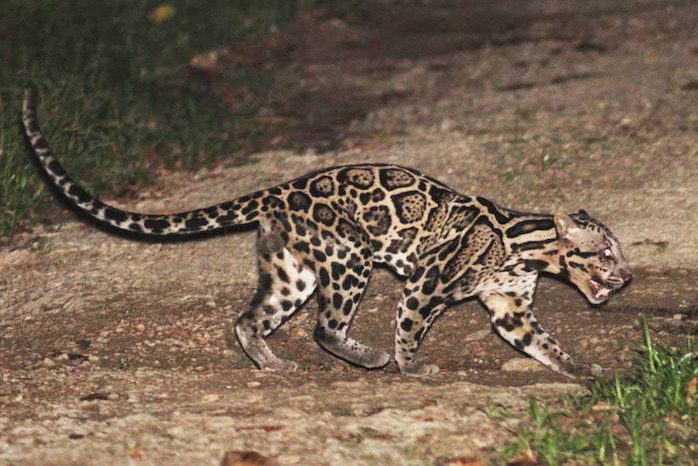 Tabin Wildlife Reserve Sabah Borneo