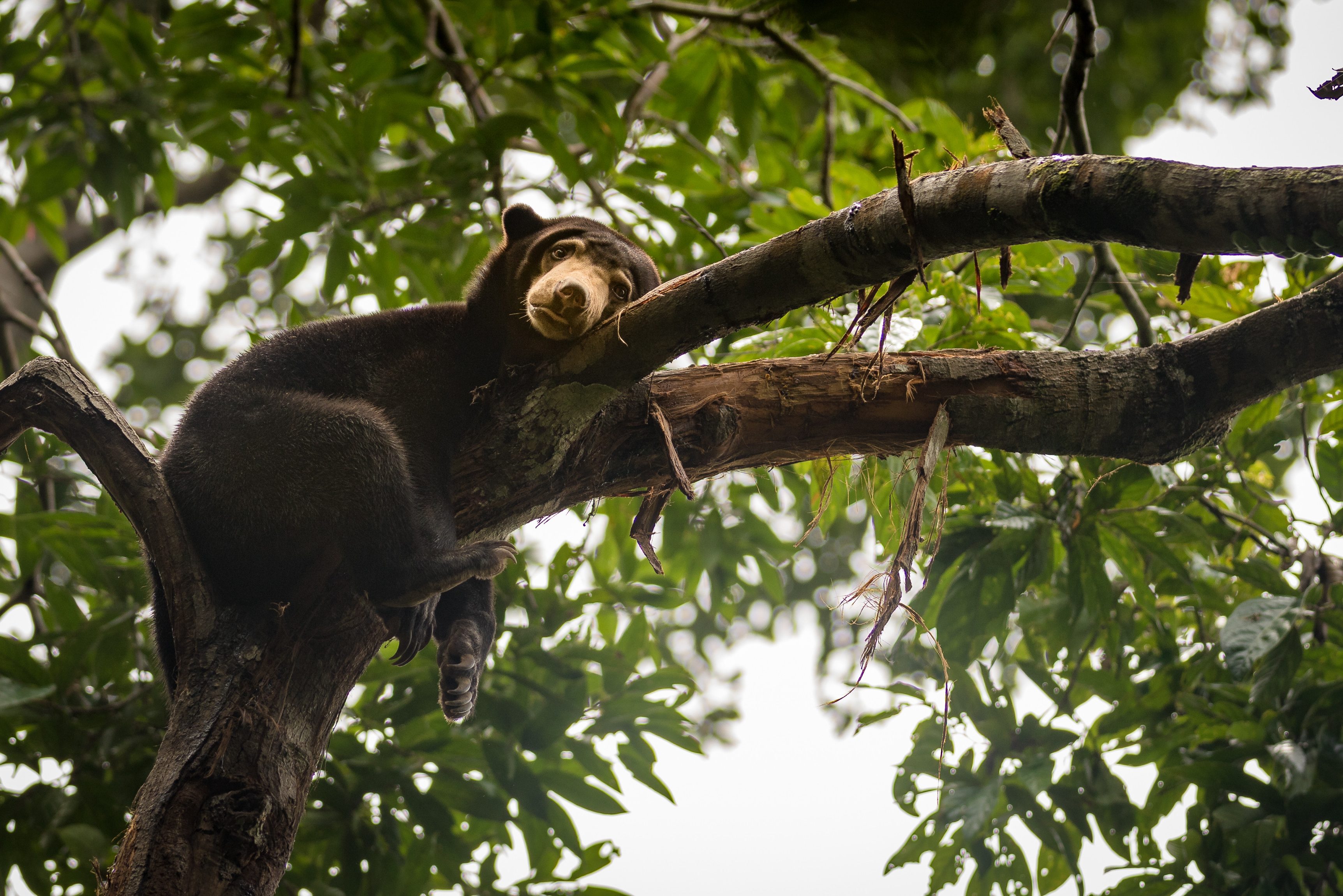 Sepilok honingbeer reservaat Sabah Borneo