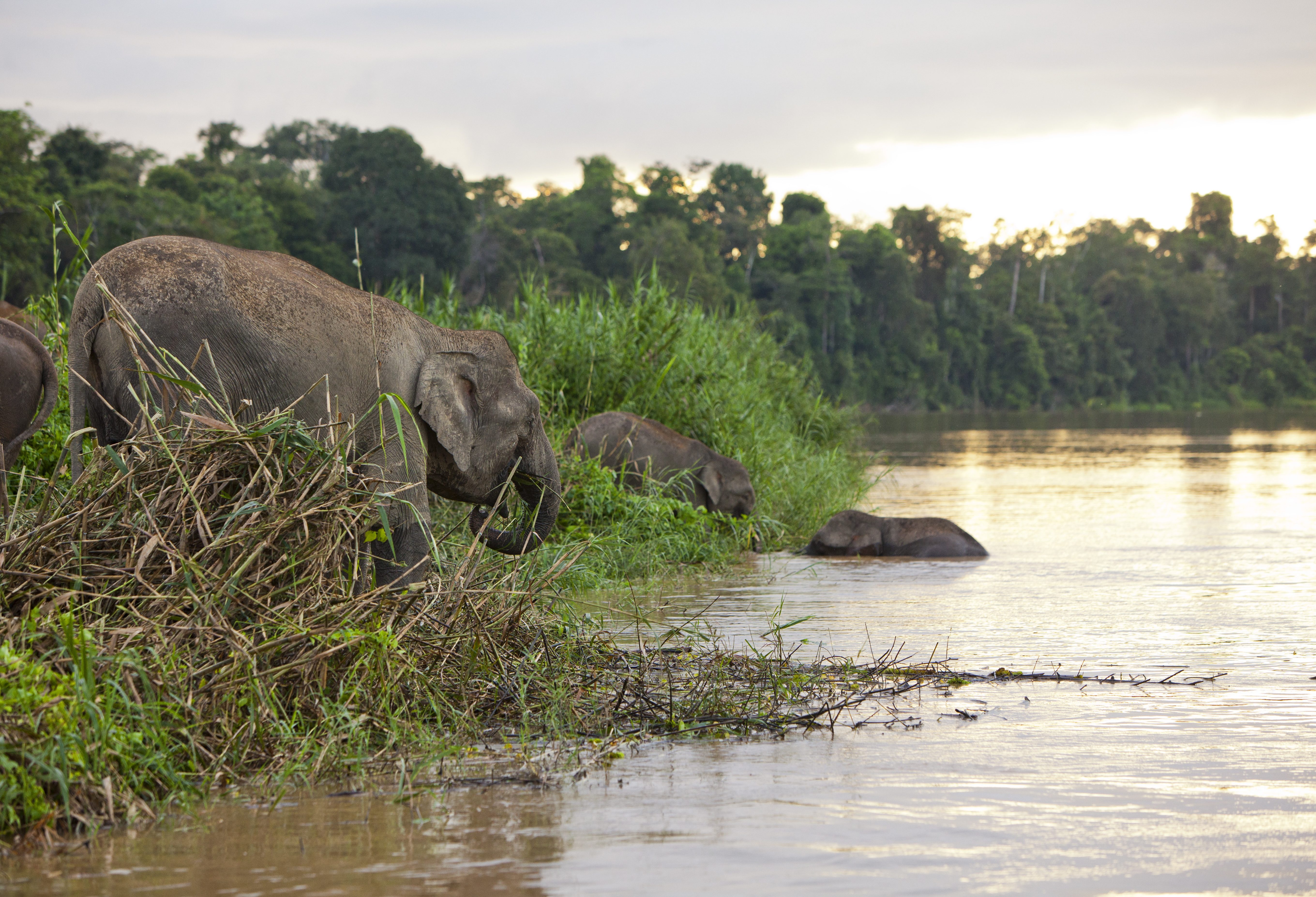 Olifanten Sabah Borneo