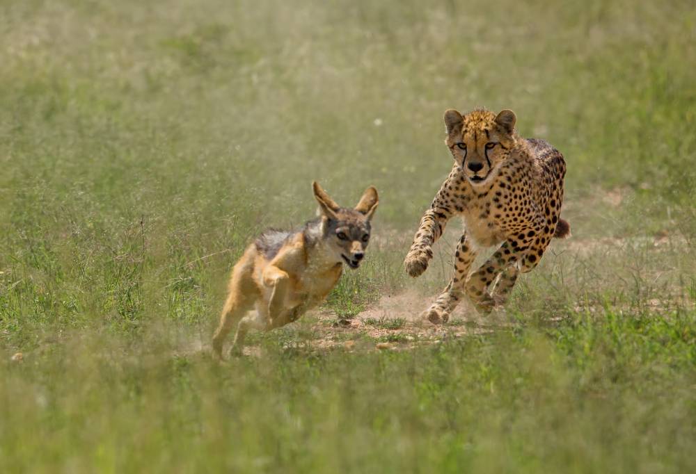 Wildlife experience kenia & tanzania in internatio...