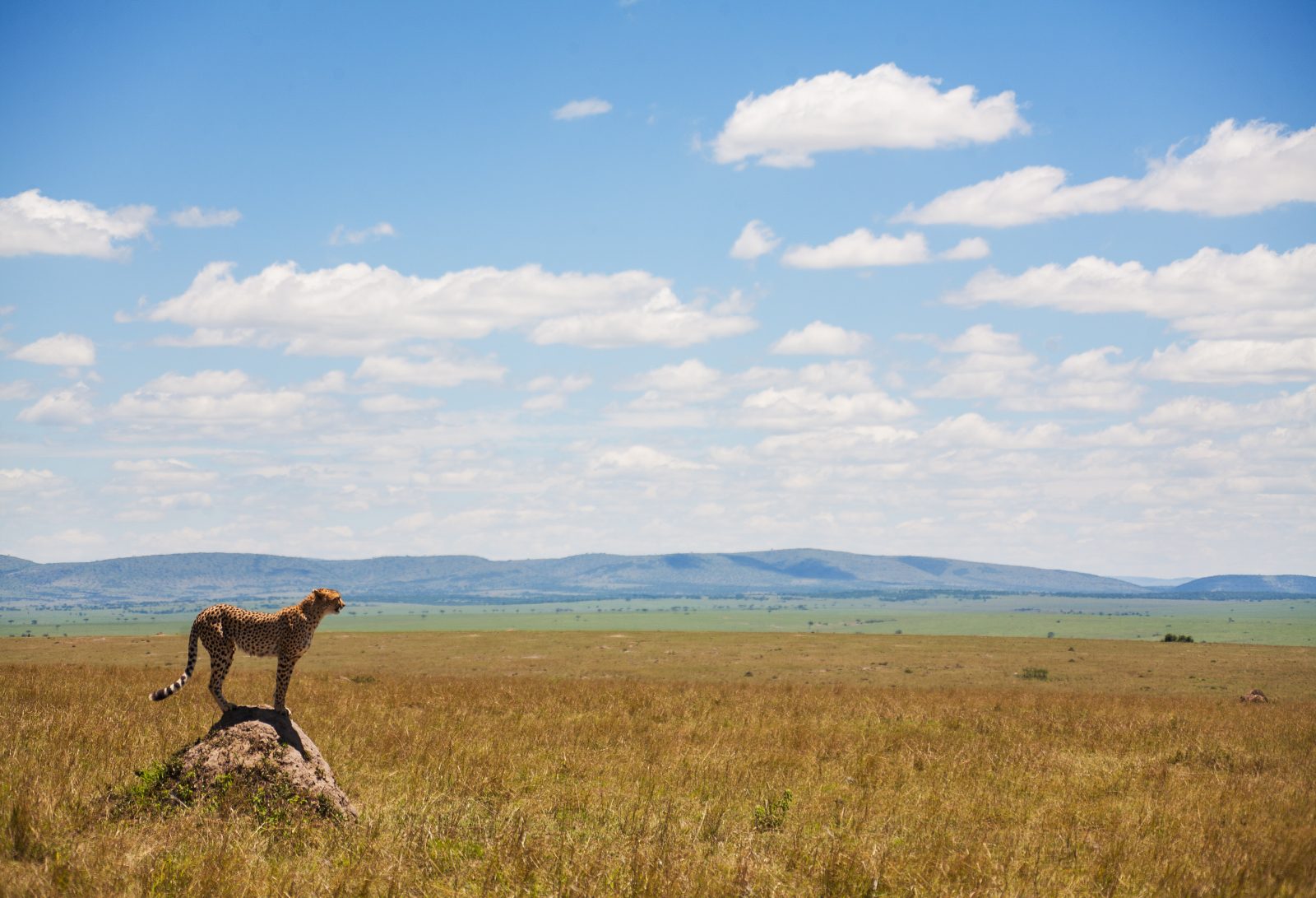 safari kenia 7 dagen