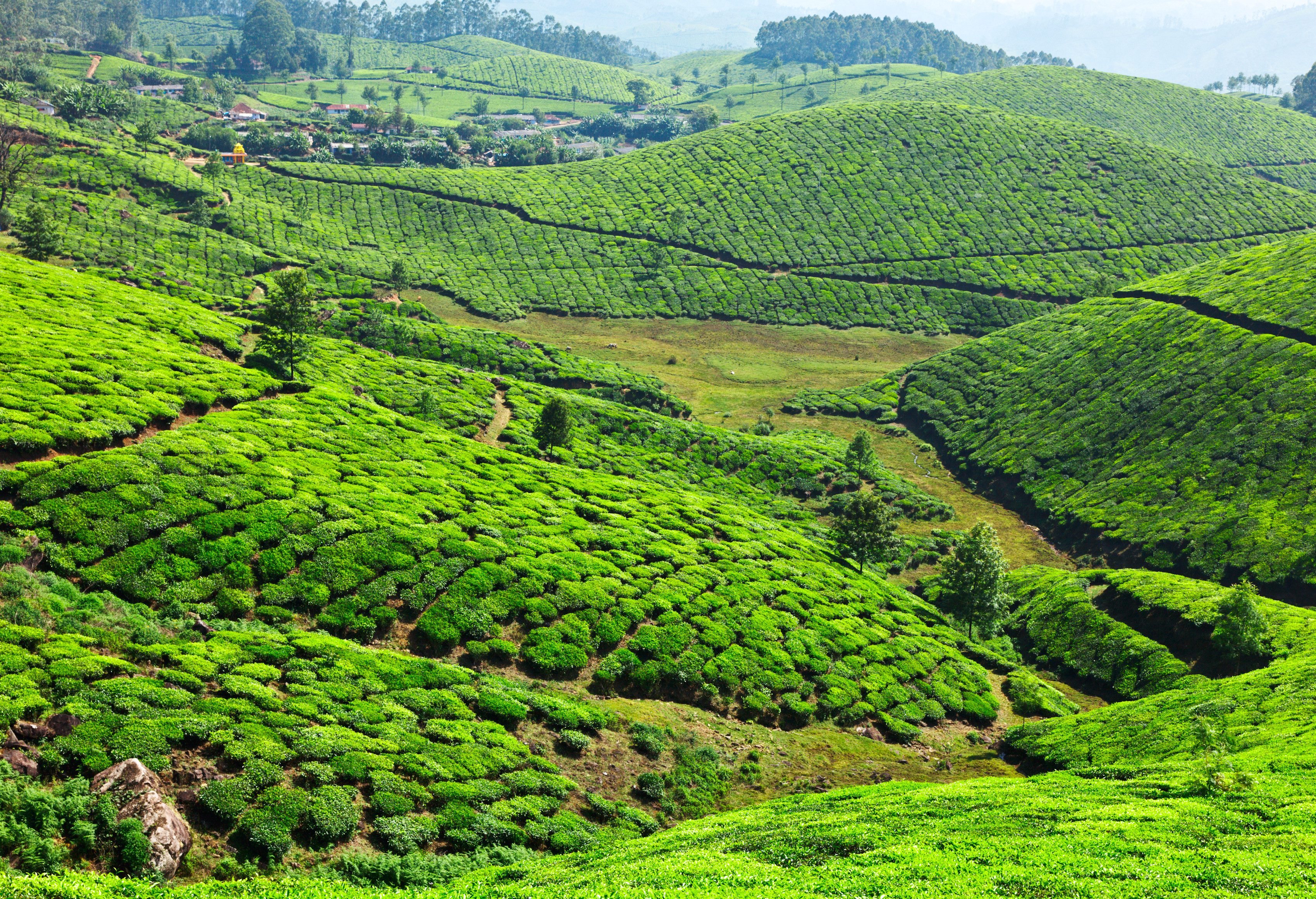 Theeplantages in Munnar in Zuid-India
