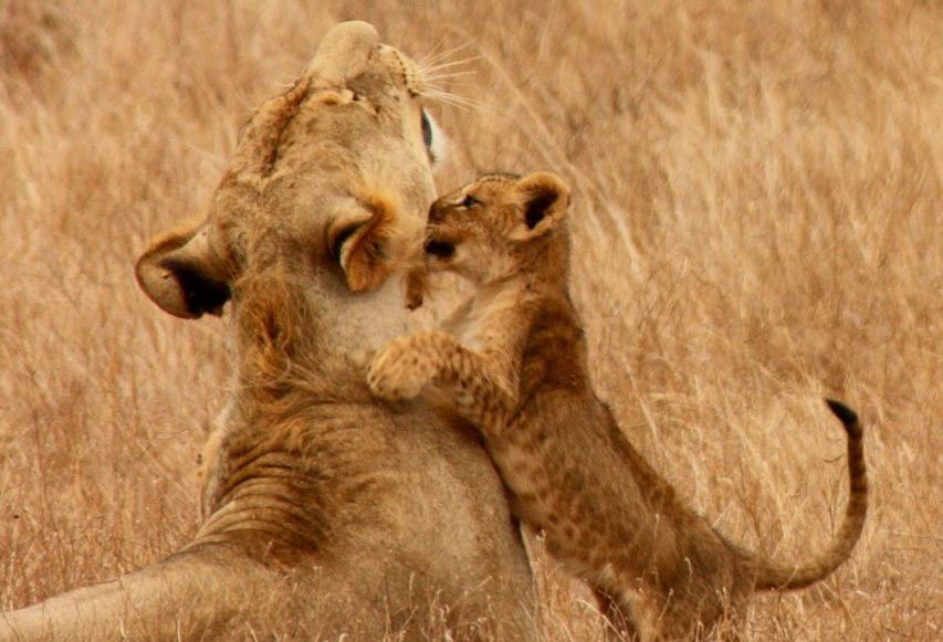 Leeuwin met kleintje in Kenia