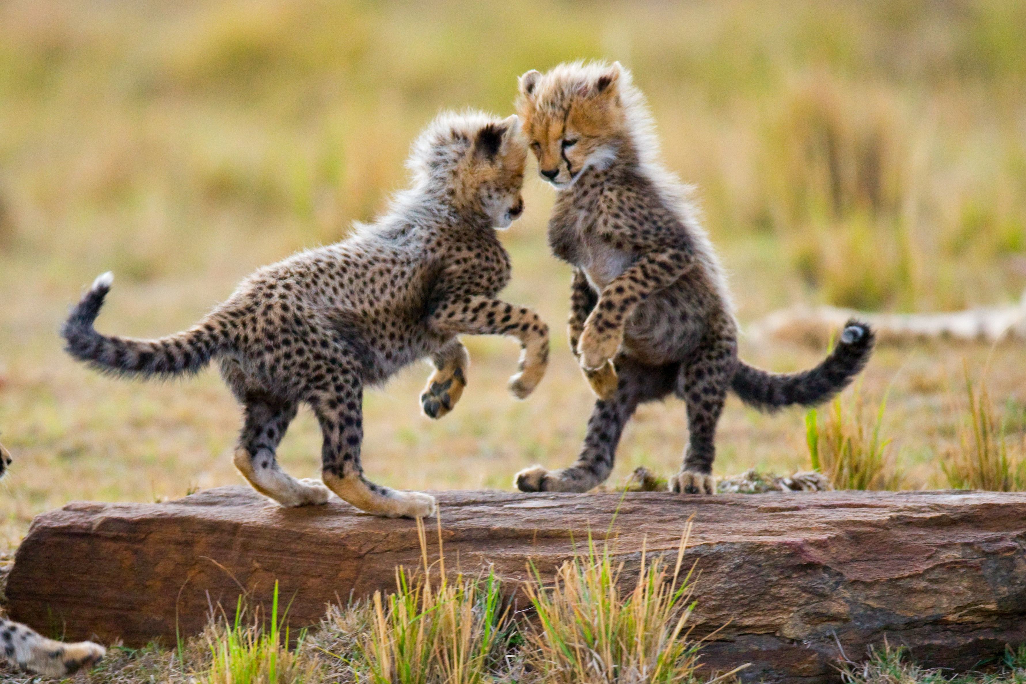 Jonge jachtluipaarden op de savanne in Kenia