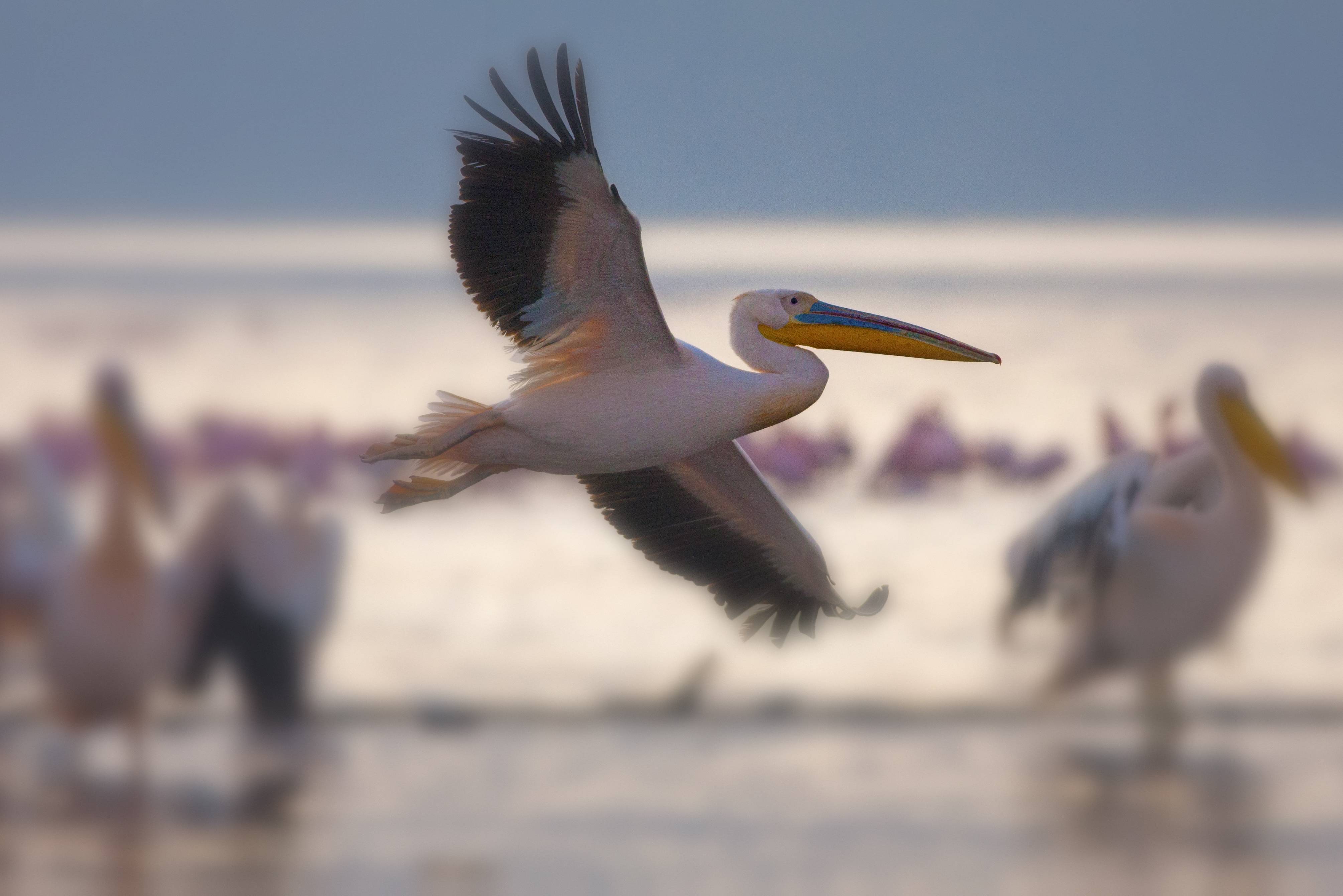 Pelikanen in het Lake Nakuru National Park in Kenia