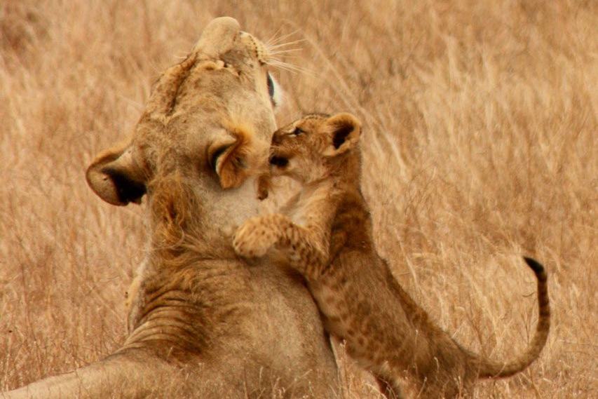 Leeuwin met kleintje in Kenia