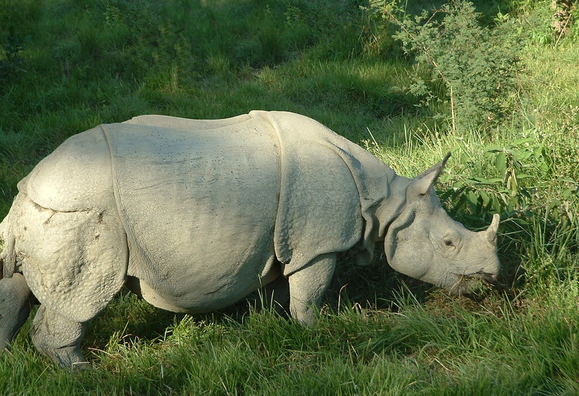 Een neushoorn in Chitwan in Nepal