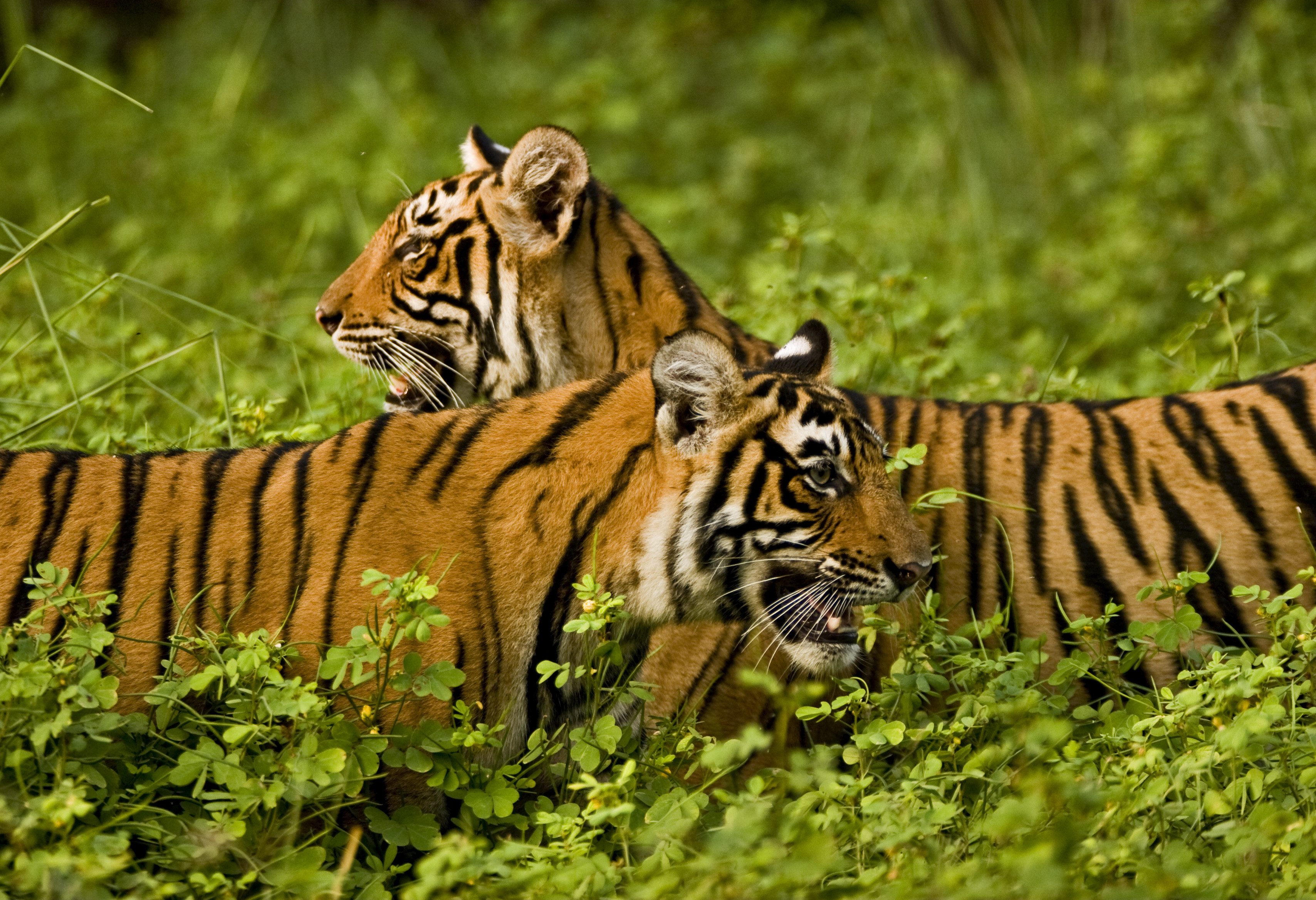 Tijgers in Sariska NP in India