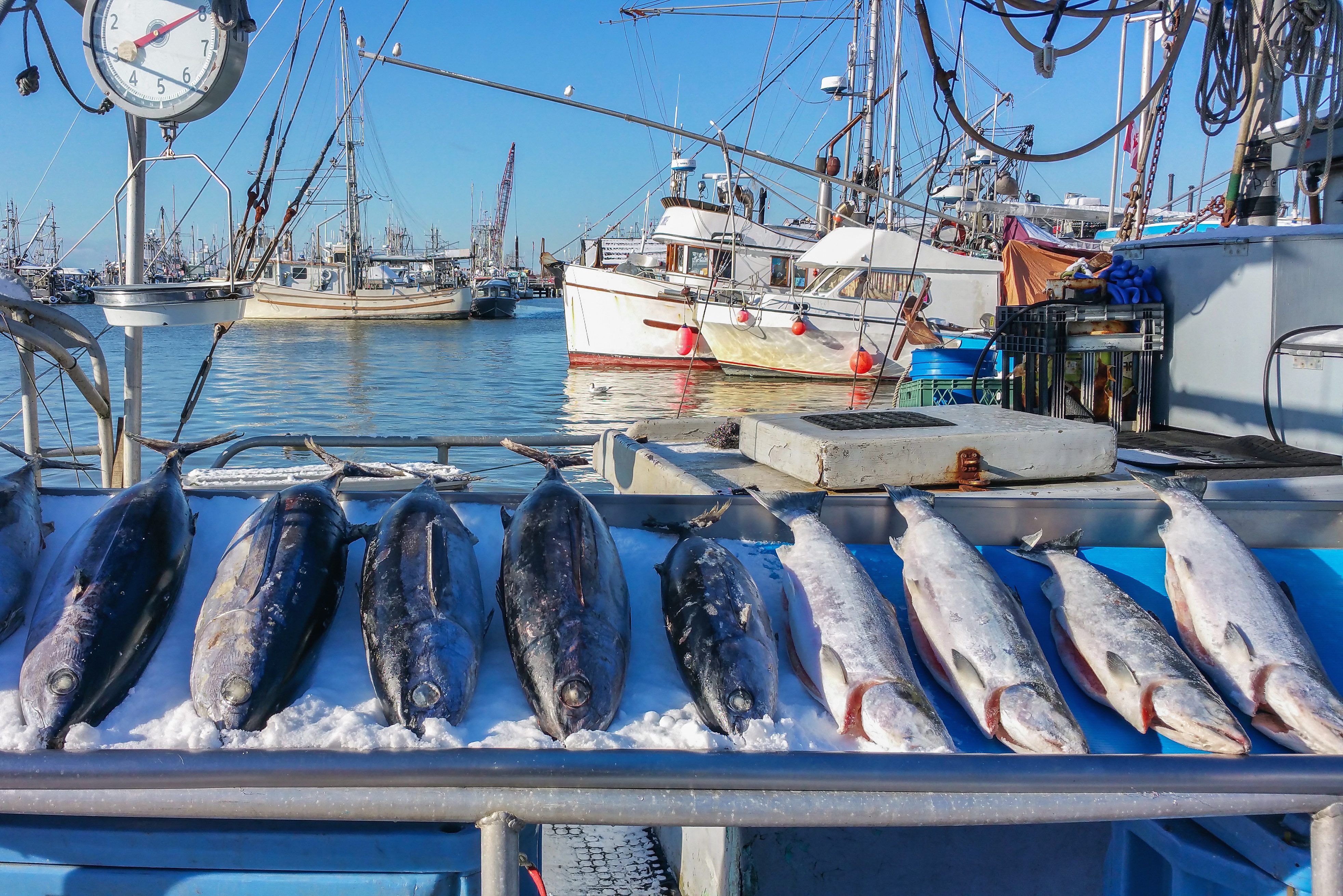 Vancouver vismarkt in Steveston Village