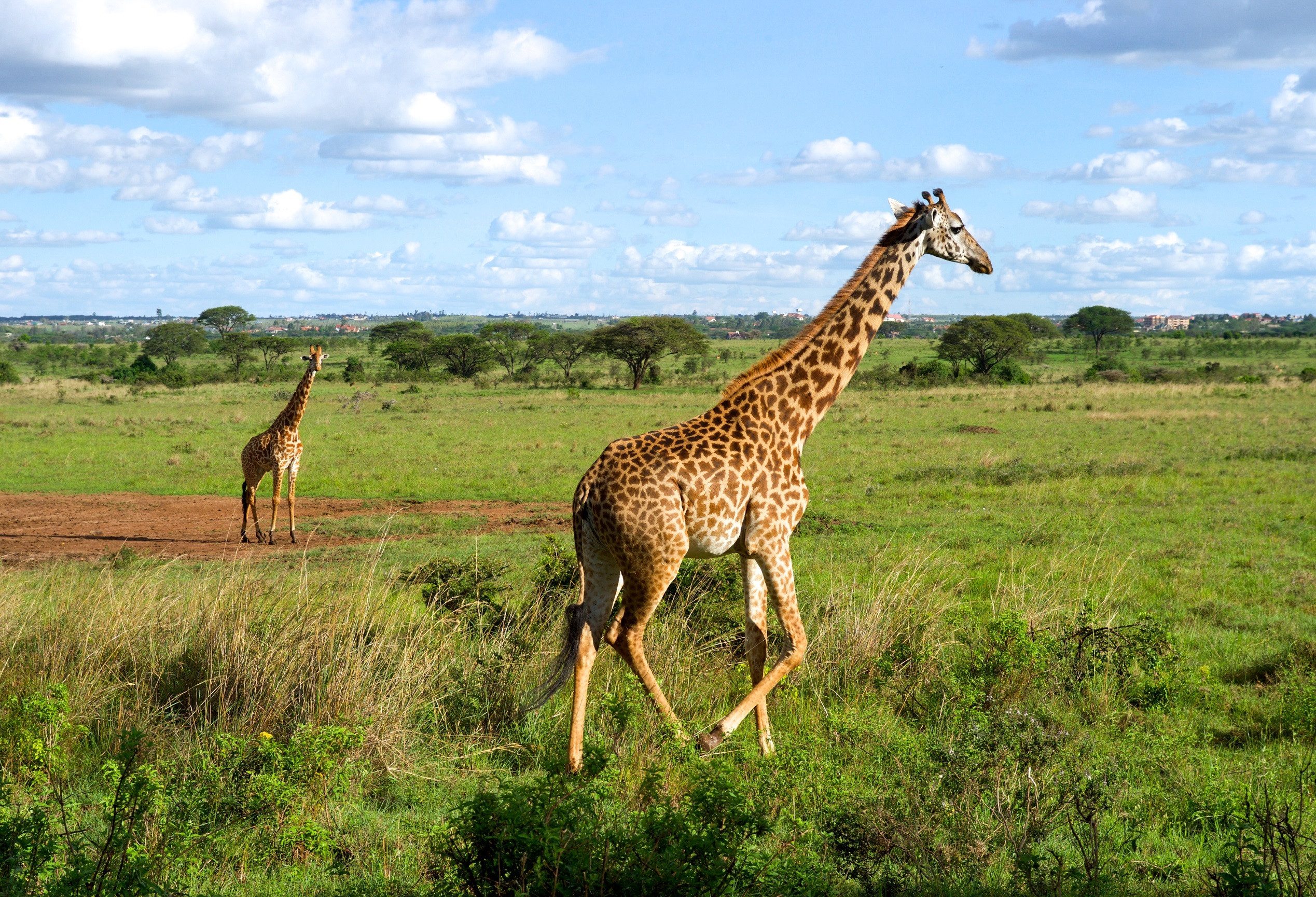 Giraffen in het Nairobi National Park in Kenia