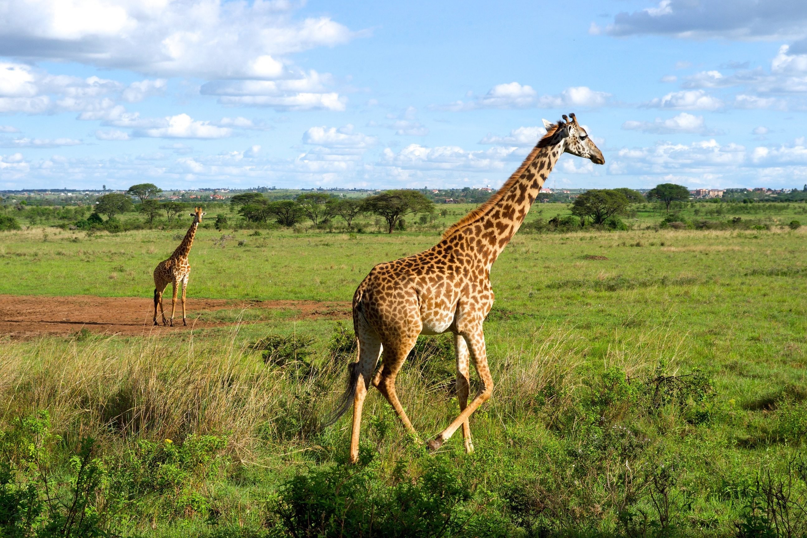 Giraffen in het Nairobi National Park in Kenia