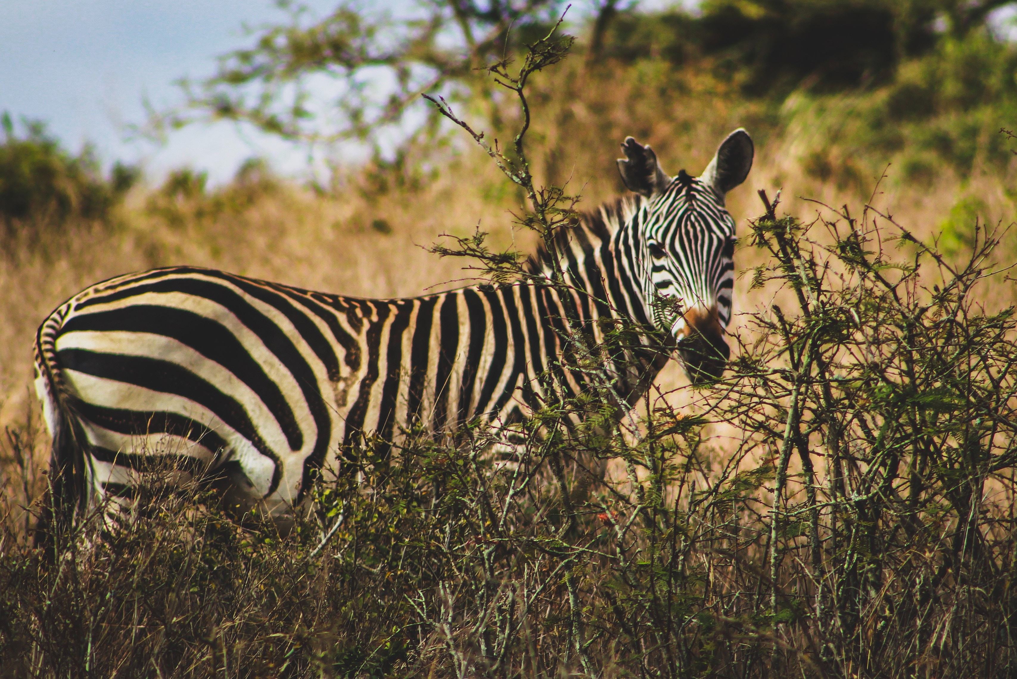 Zebra in het Nairobi National Park in Kenia