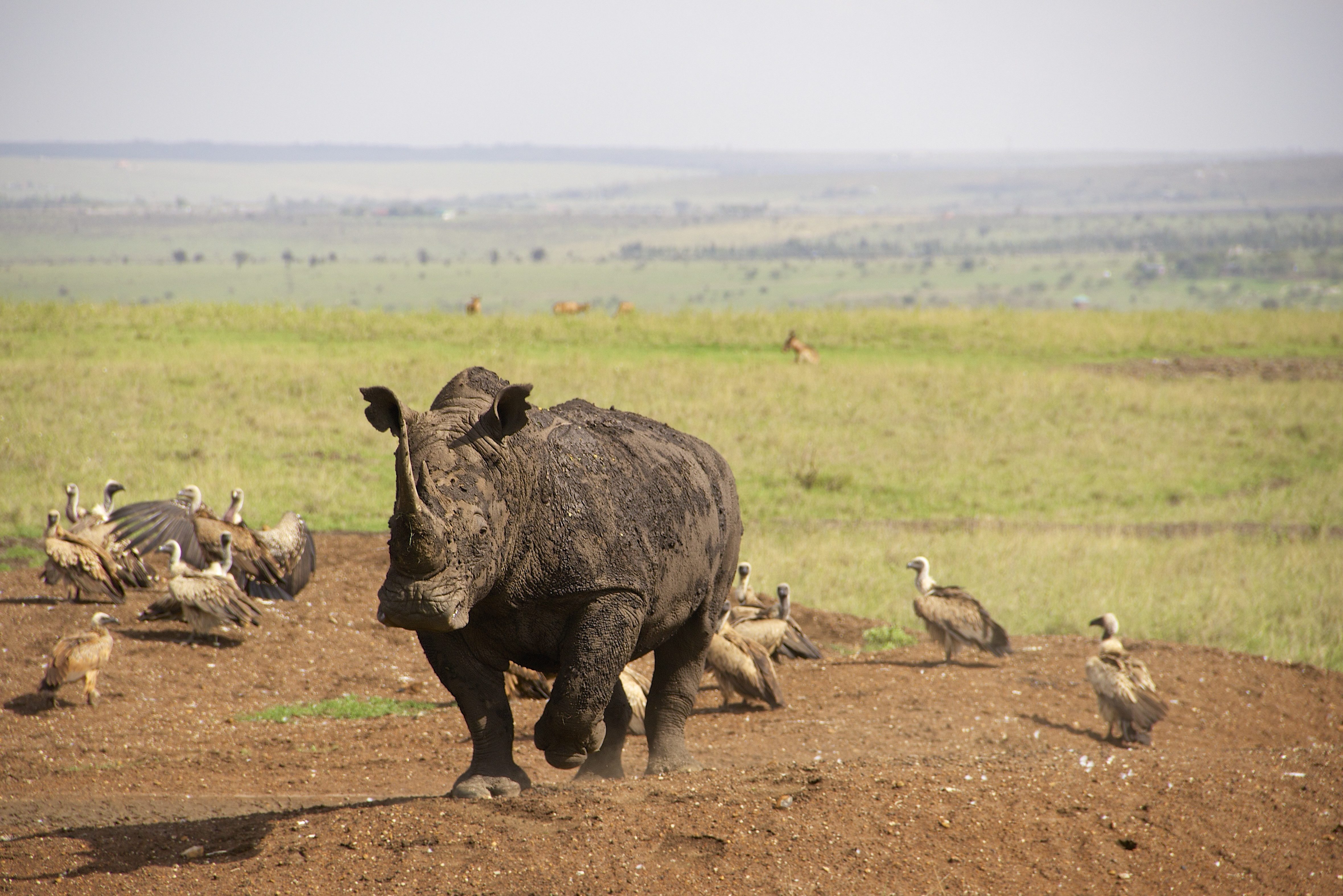 Neushoorn in het Nairobi National Park in Kenia