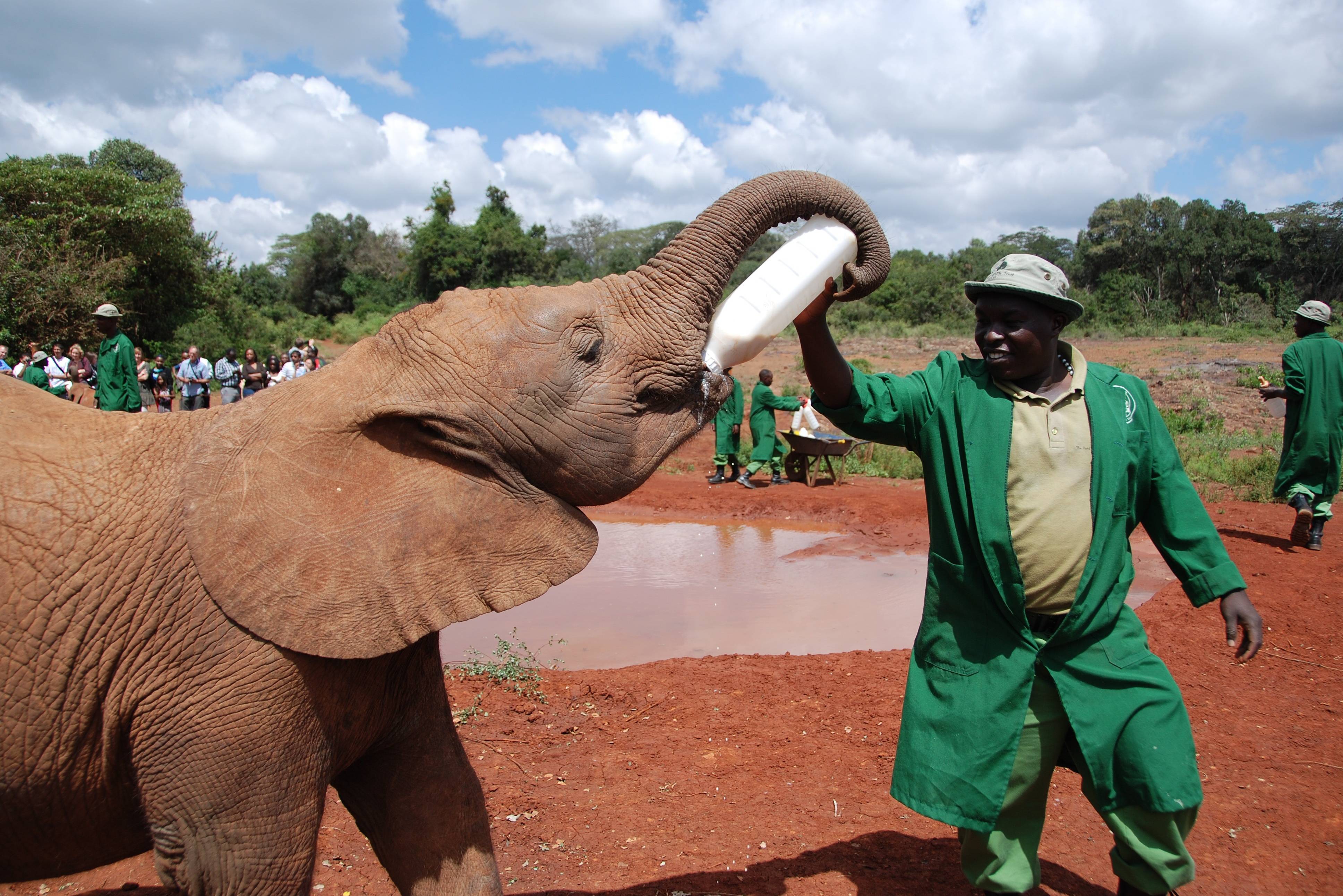Het David Sheldrick Animal Orphanage nabij Nairobi in Kenia