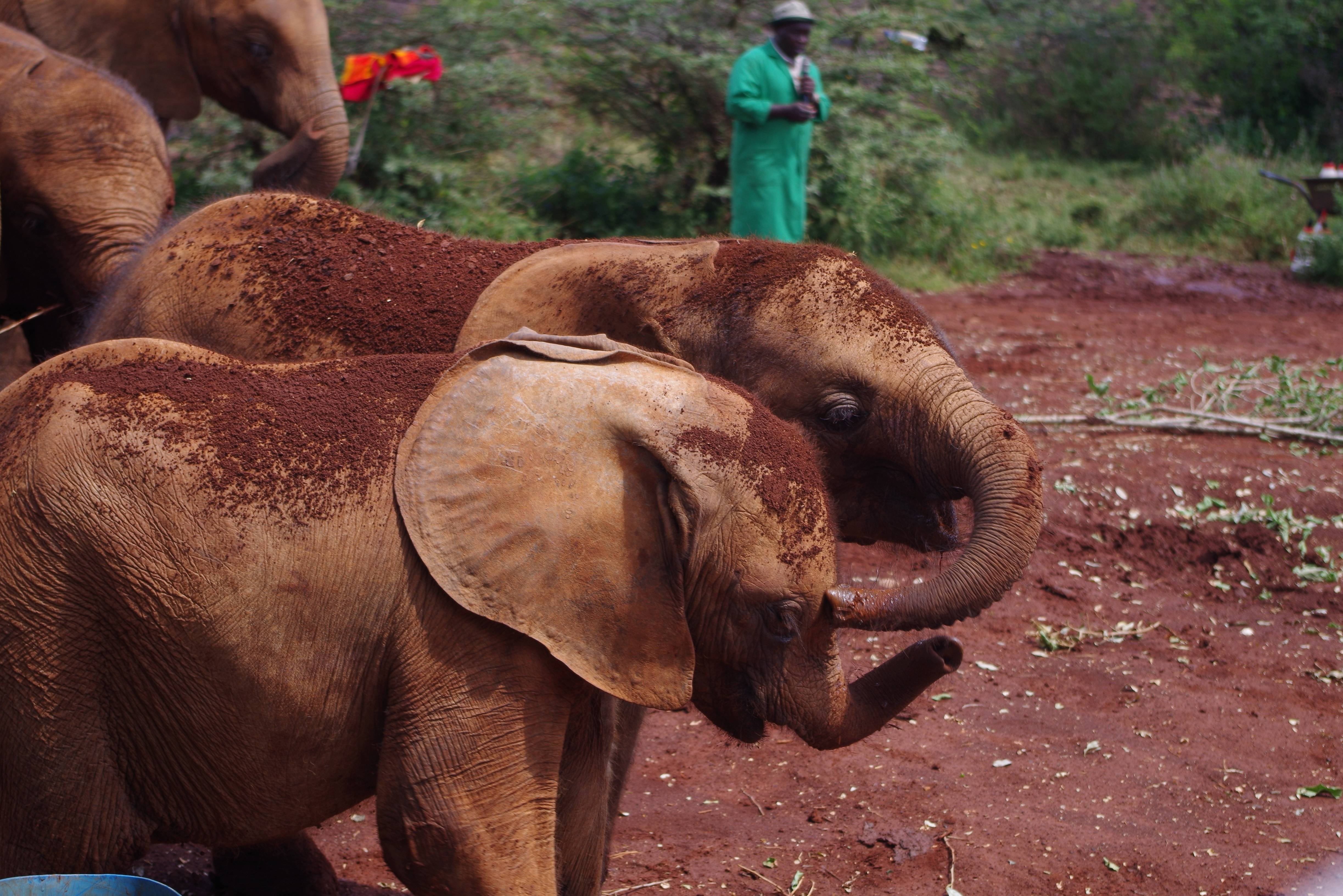 Het David Sheldrick Animal Orphanage nabij Nairobi in Kenia