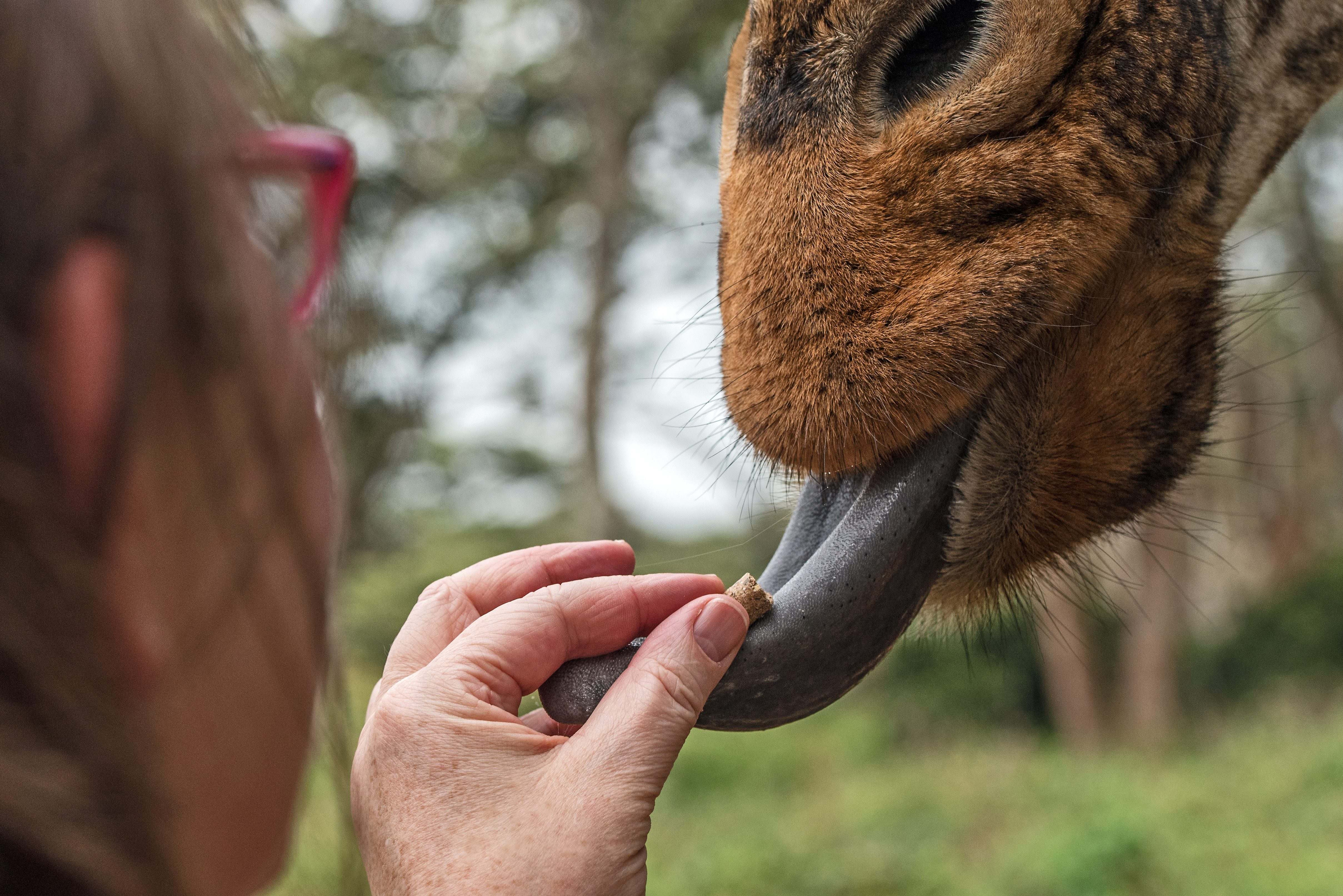 Giraf voeren in het Giraffe Centre nabij Nairobi in Kenia