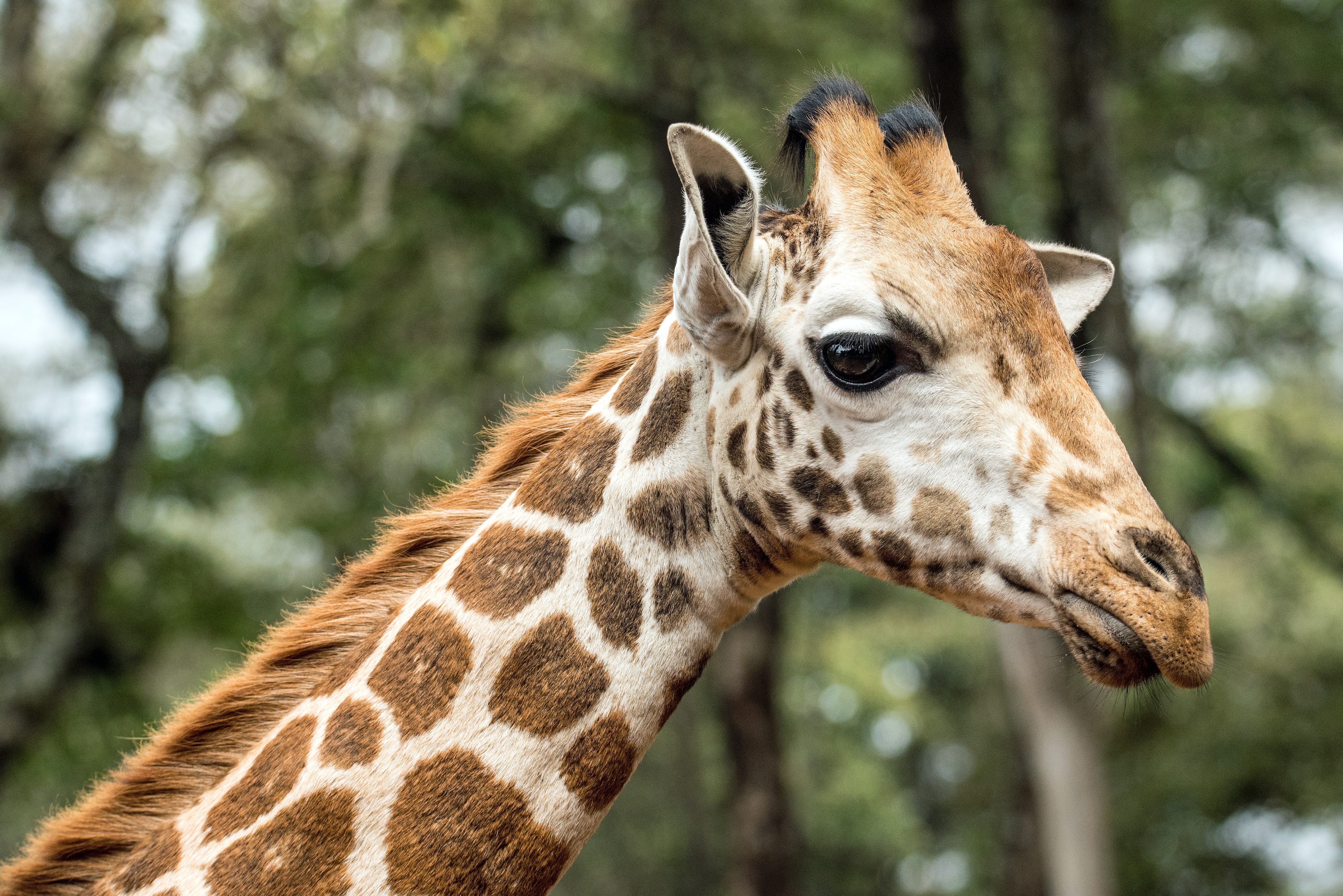 Giraf in het Giraffe Centre nabij Nairobi in Kenia