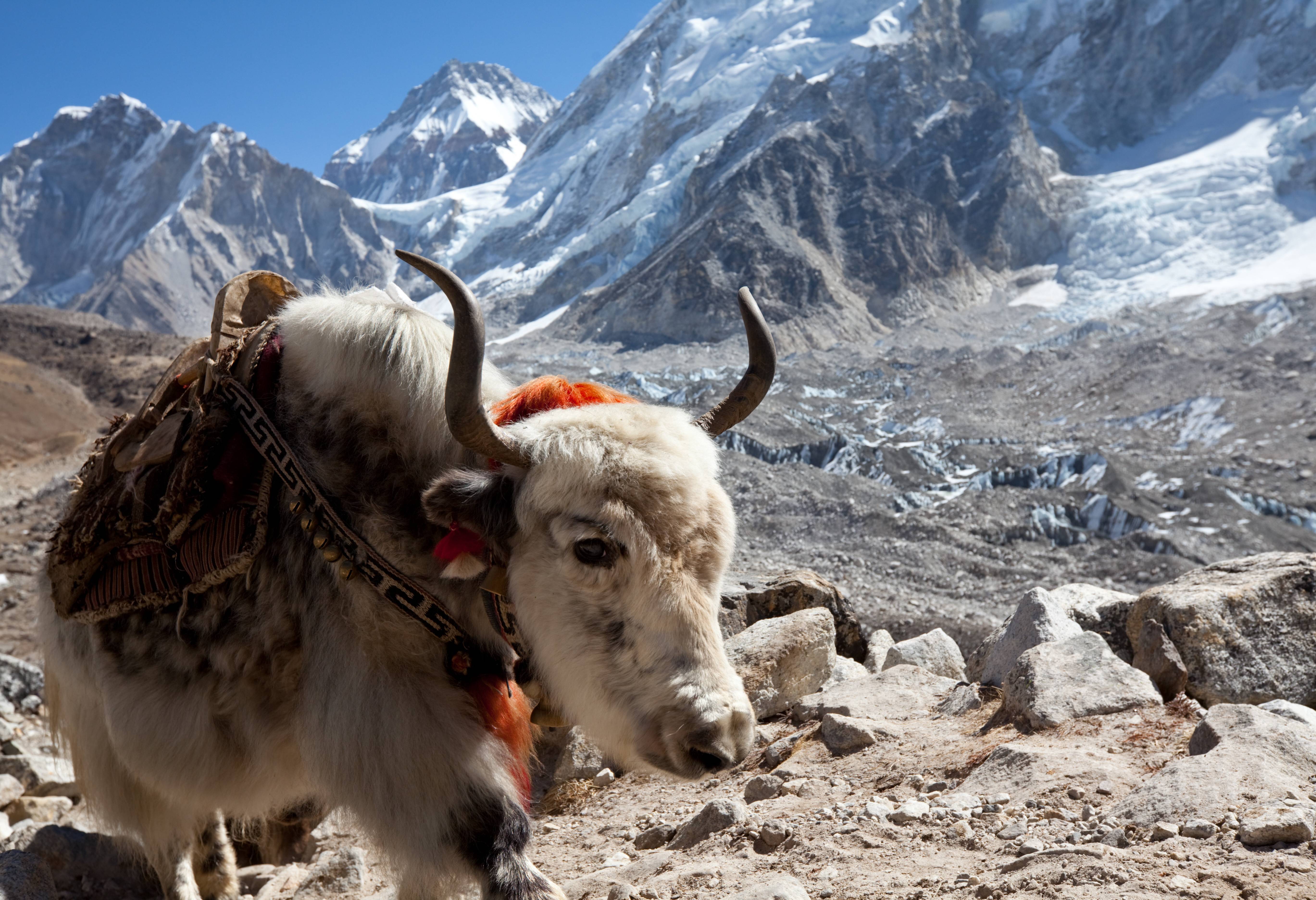 Een yak in de Himalaya in Nepal