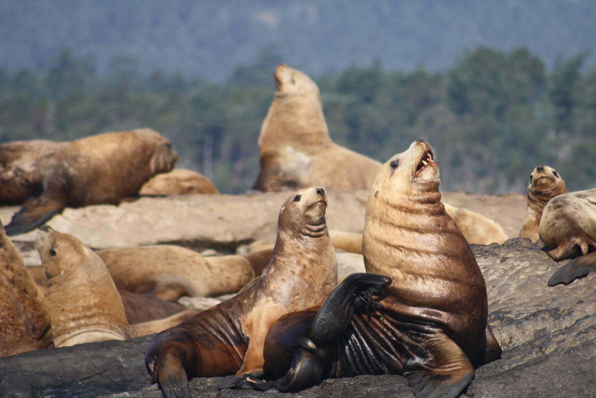 Orka's spotten bij Victoria op Vancouver Island