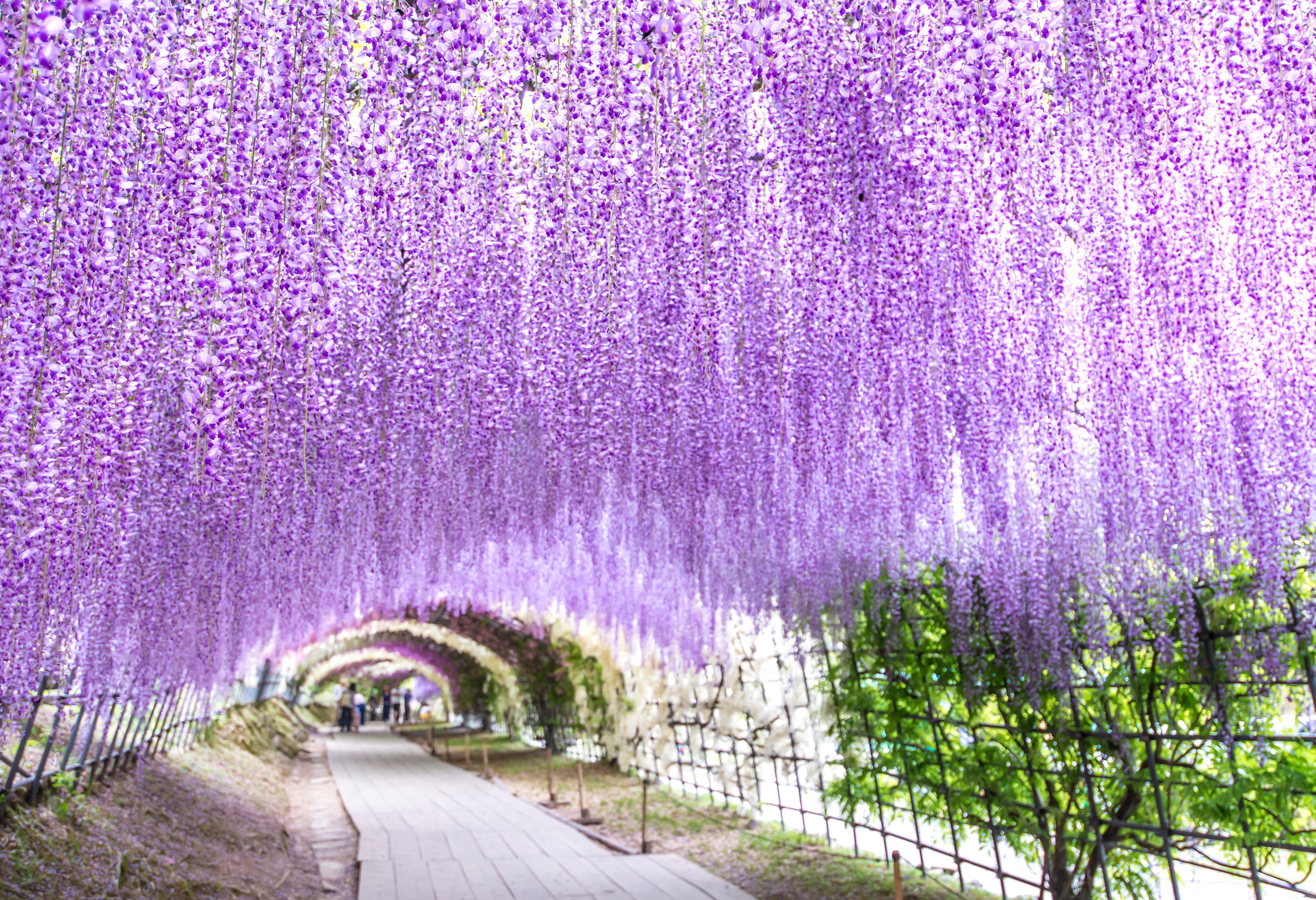Wisteria tunnel in Fukuoka