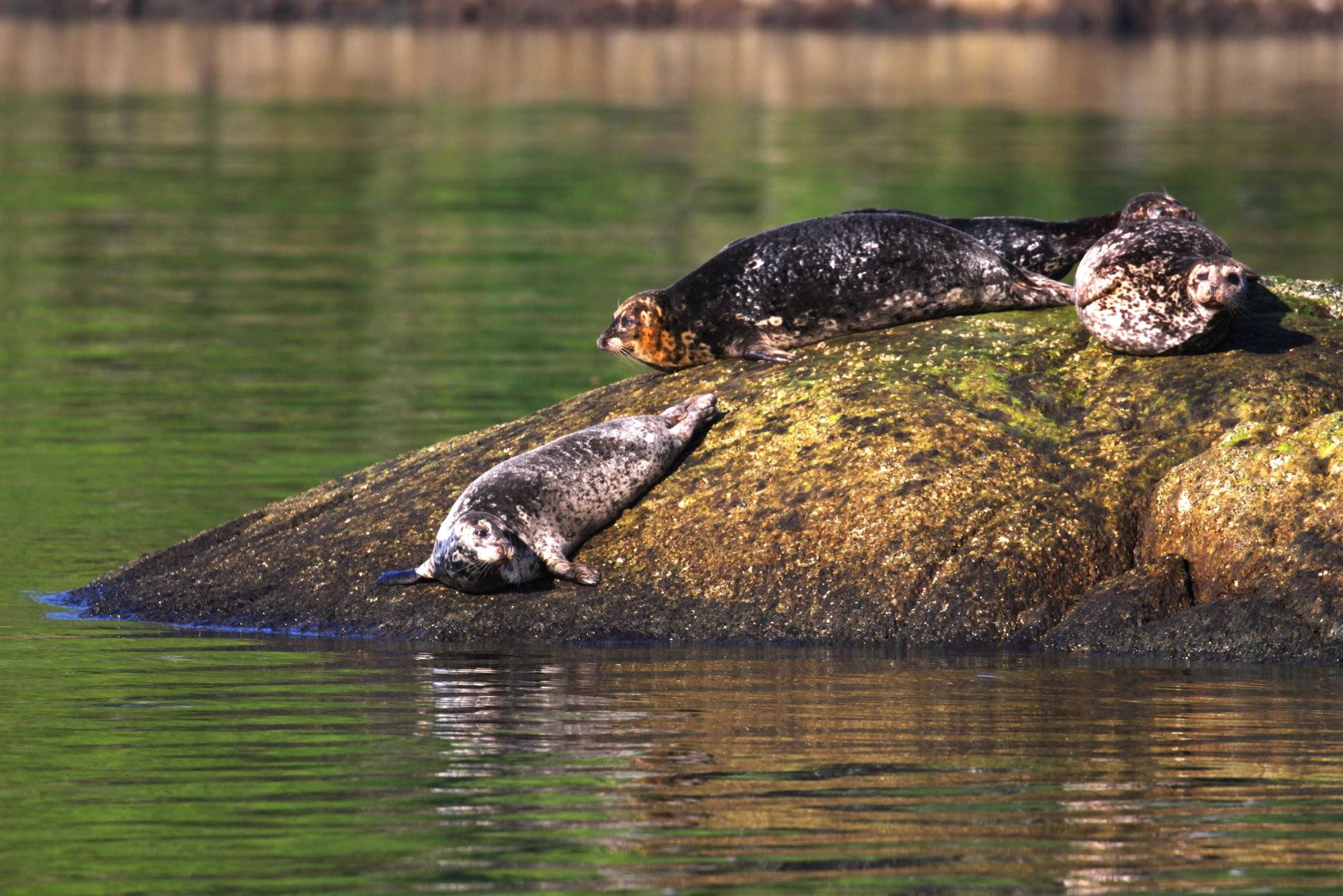 Walvissen spotten bij Tofino op Vancouver Island