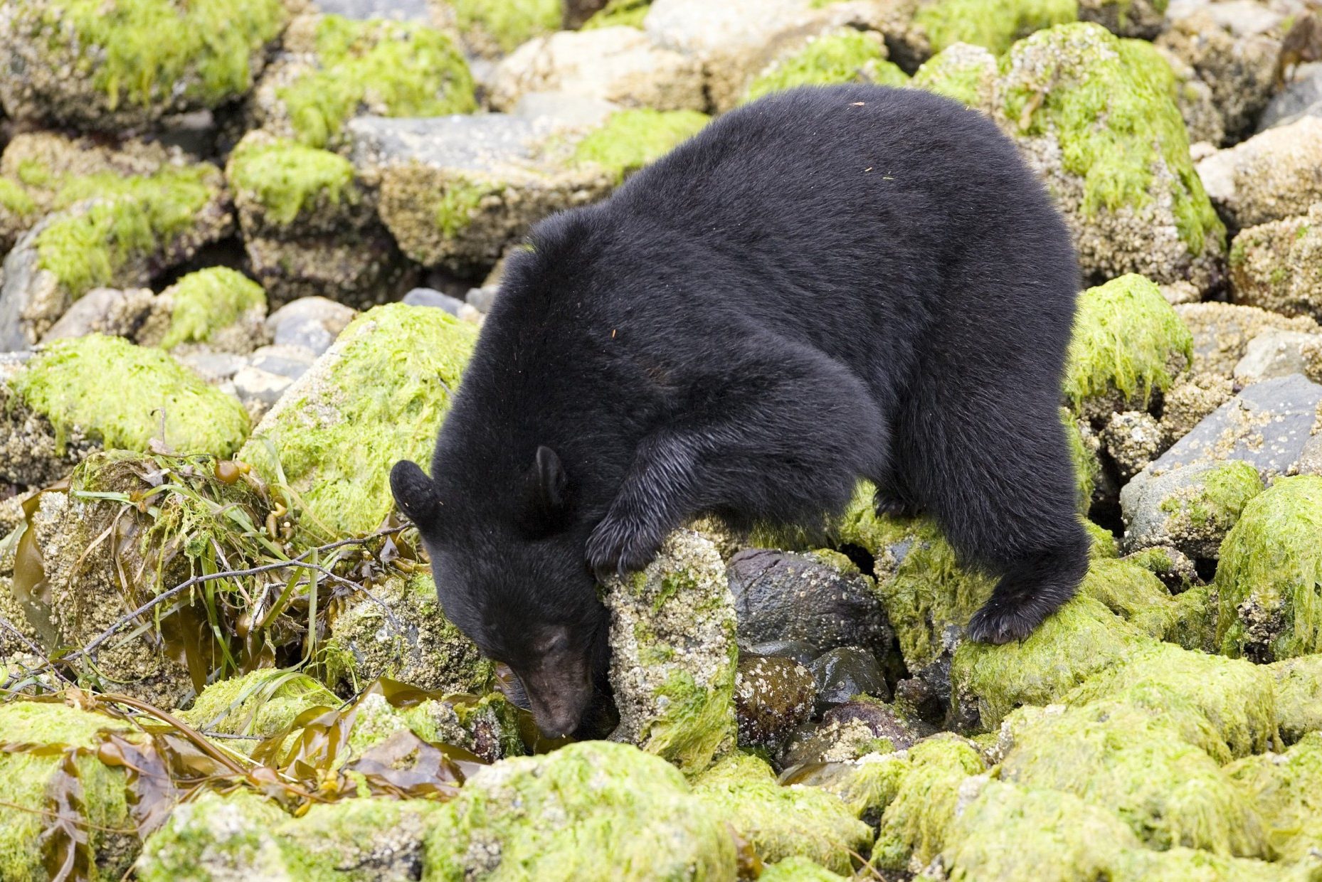 Zwarte beren spotten bij Tofino op Vancouver Island
