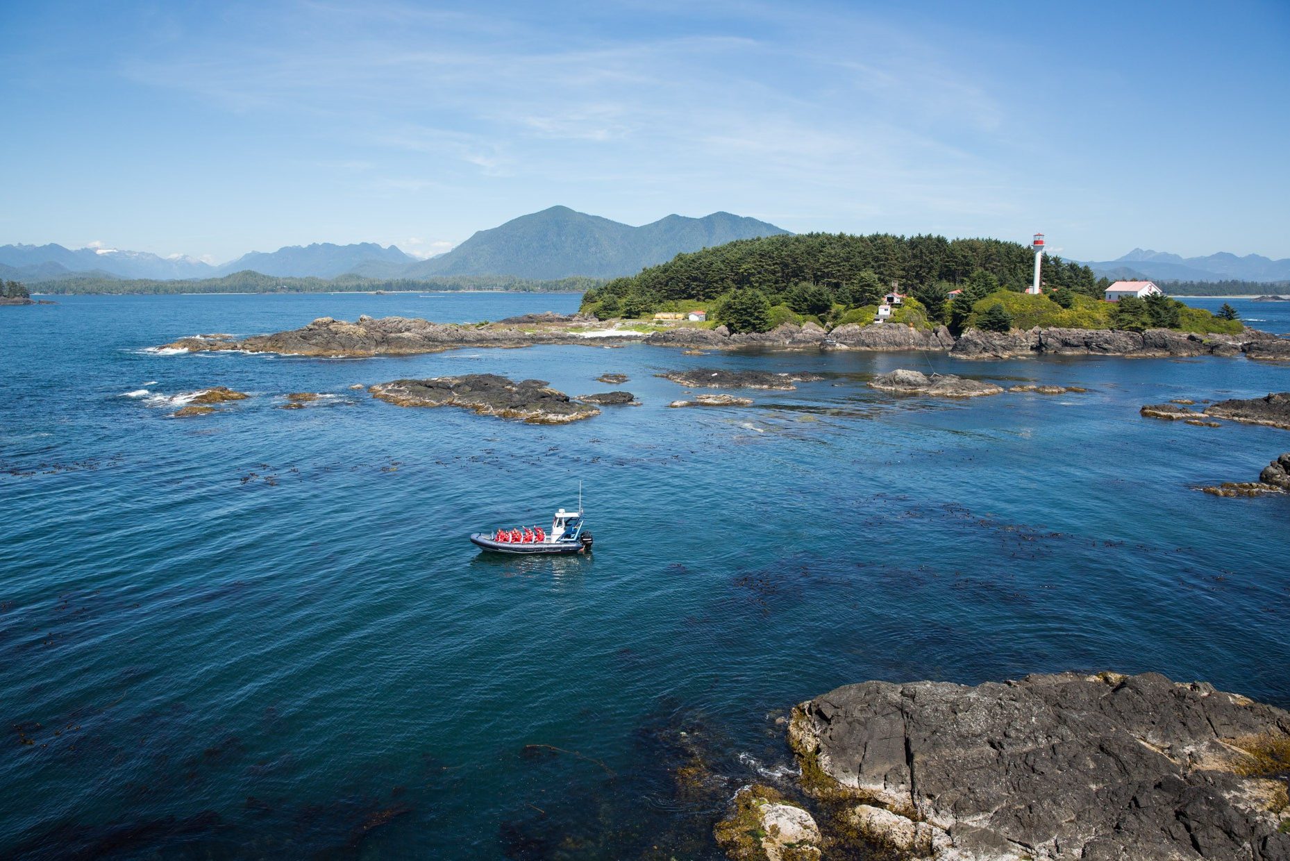 Zwarte beren spotten bij Tofino op Vancouver Island
